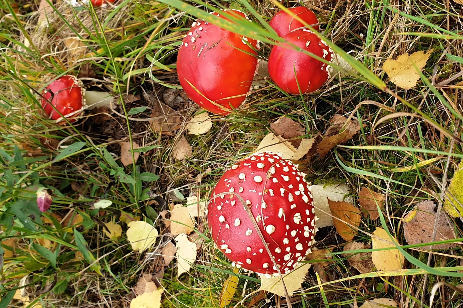 Thüringer Wald-Ambiente