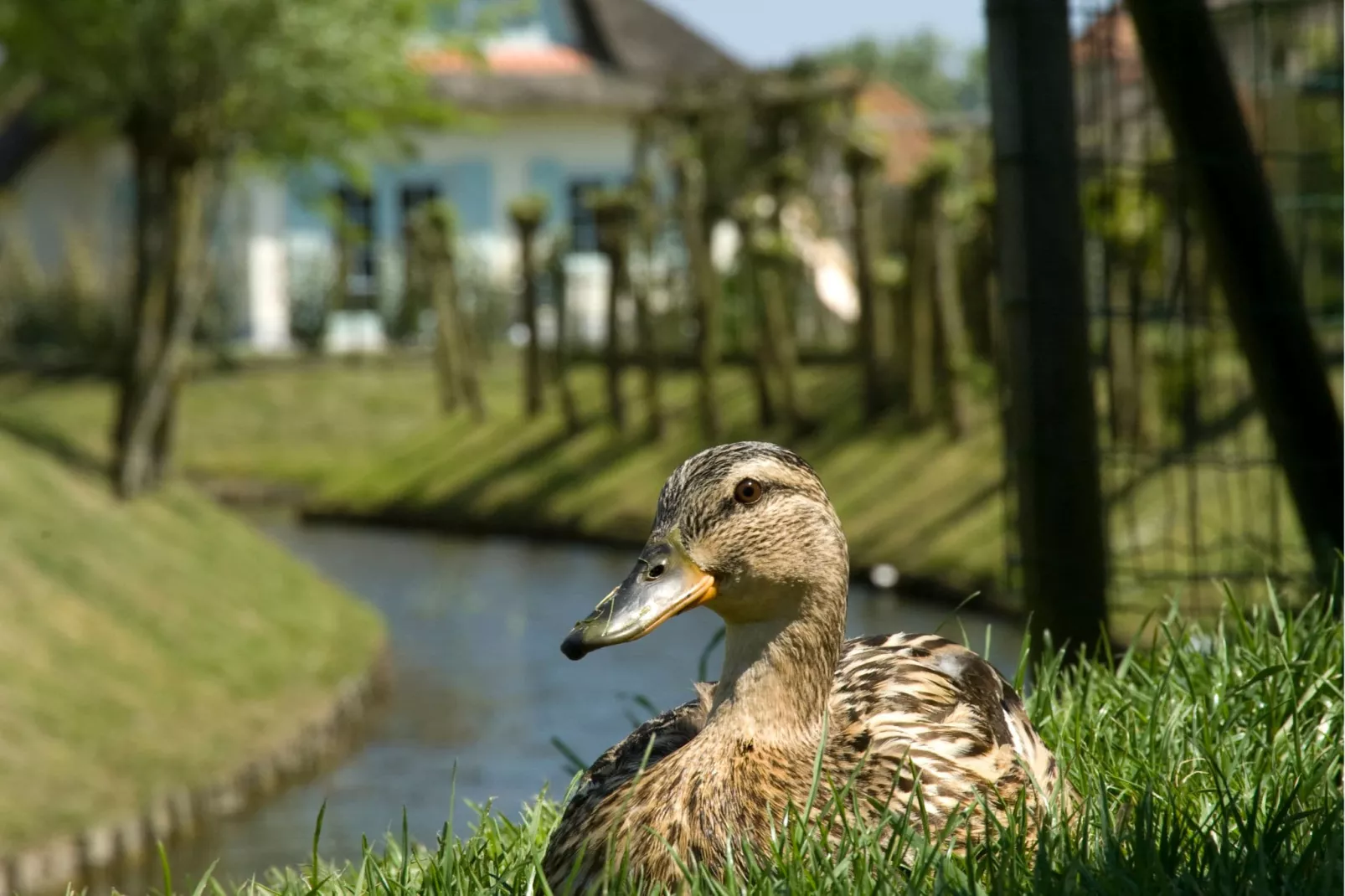 Buitenhof Domburg  15-Ambiance