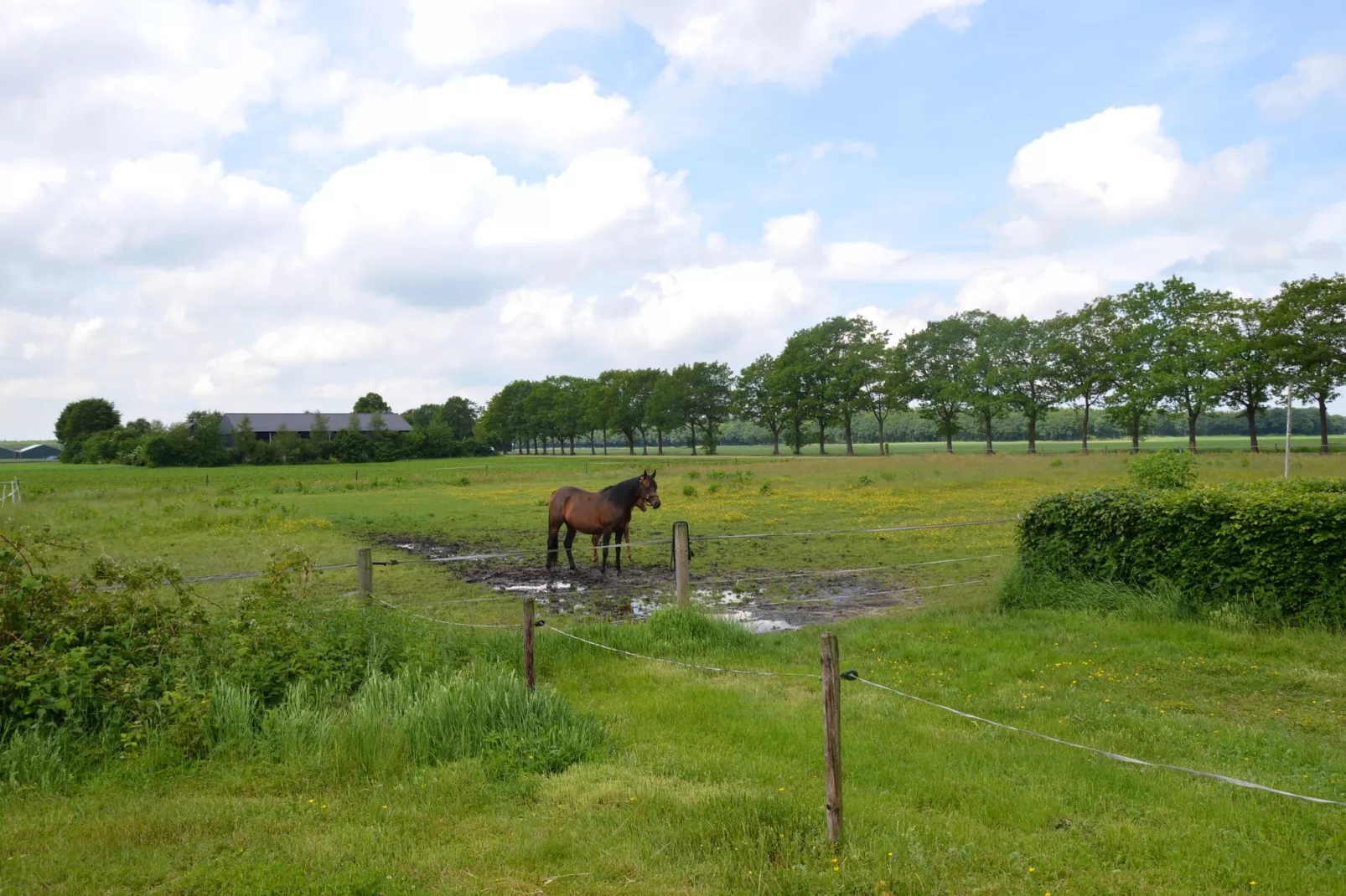 De Kibbelhoeve-View summer