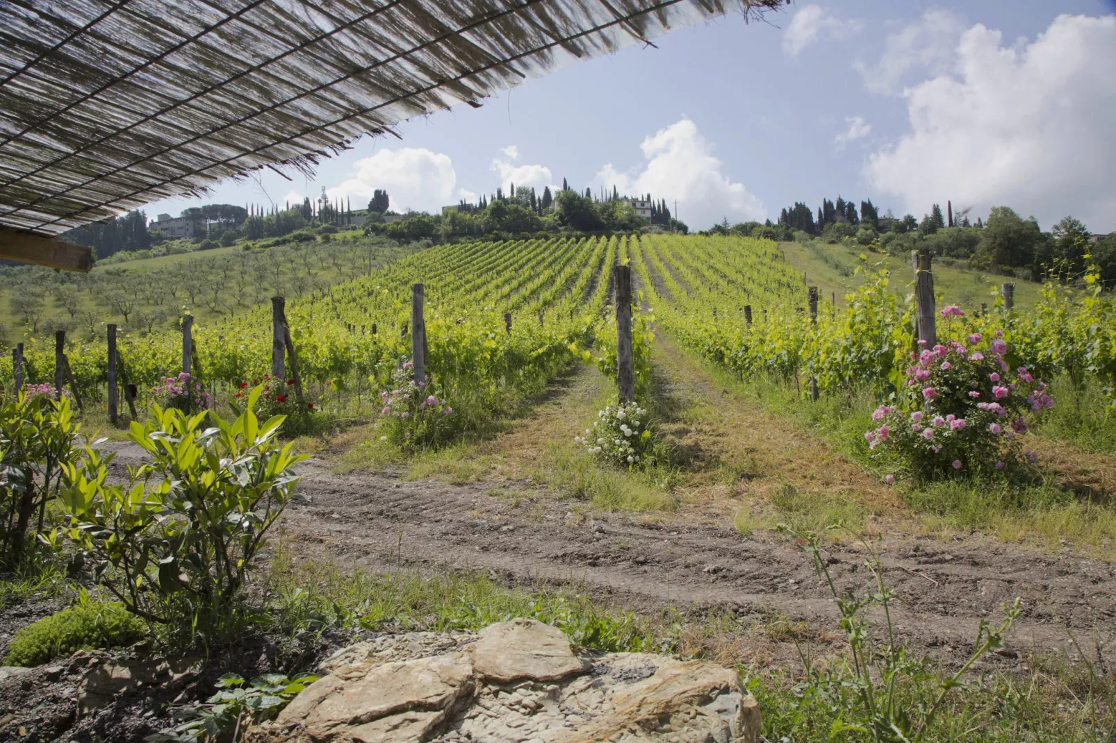 Villa Ulivo-Aussicht Sommer