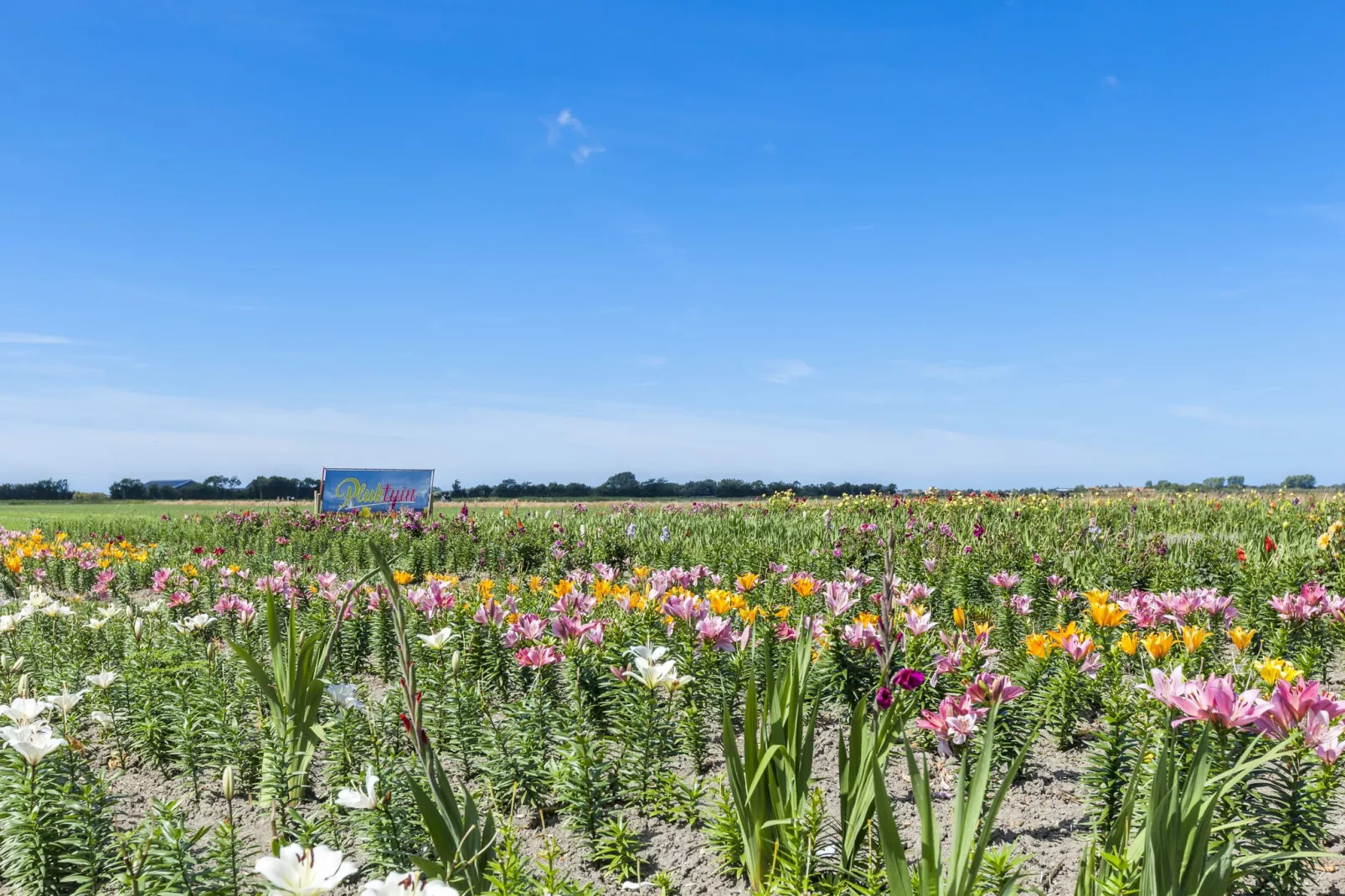Zeeuwse Schaapskooi-Areas summer 20km