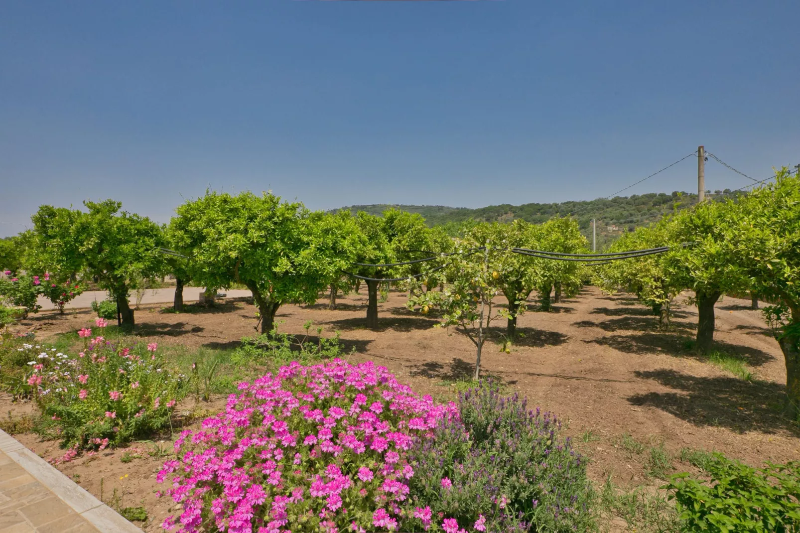 Casale tra gli Agrumi-Gardens summer
