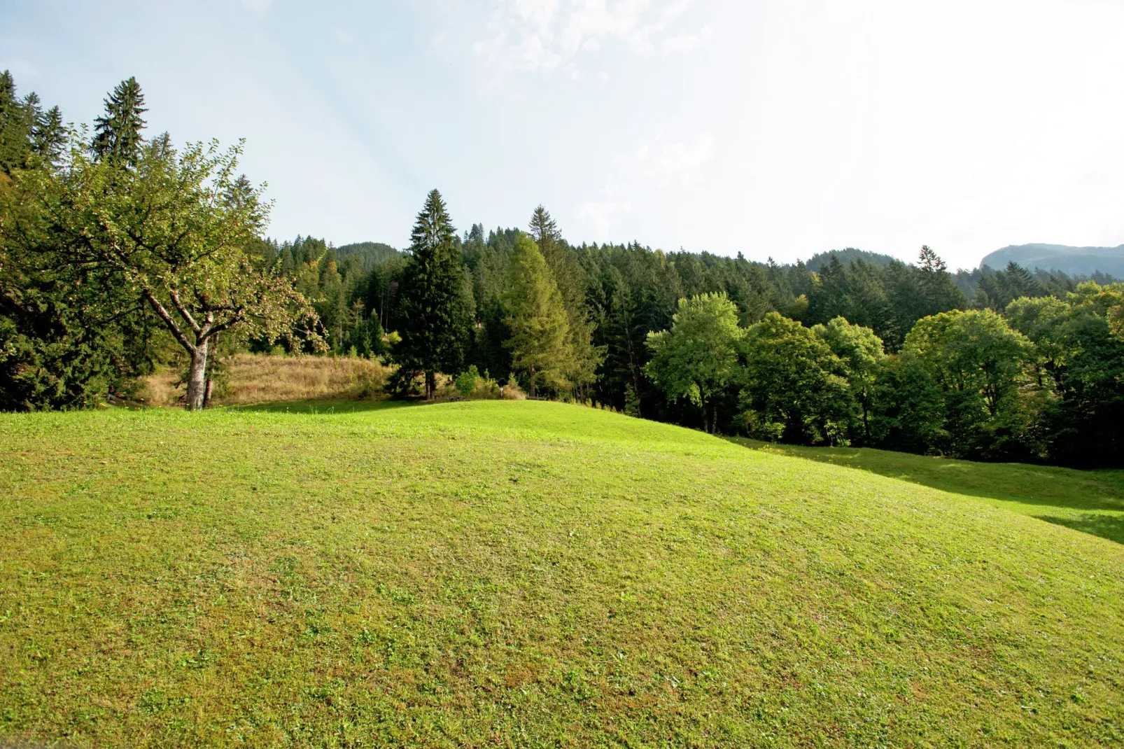 Bials-Areas summer 1km