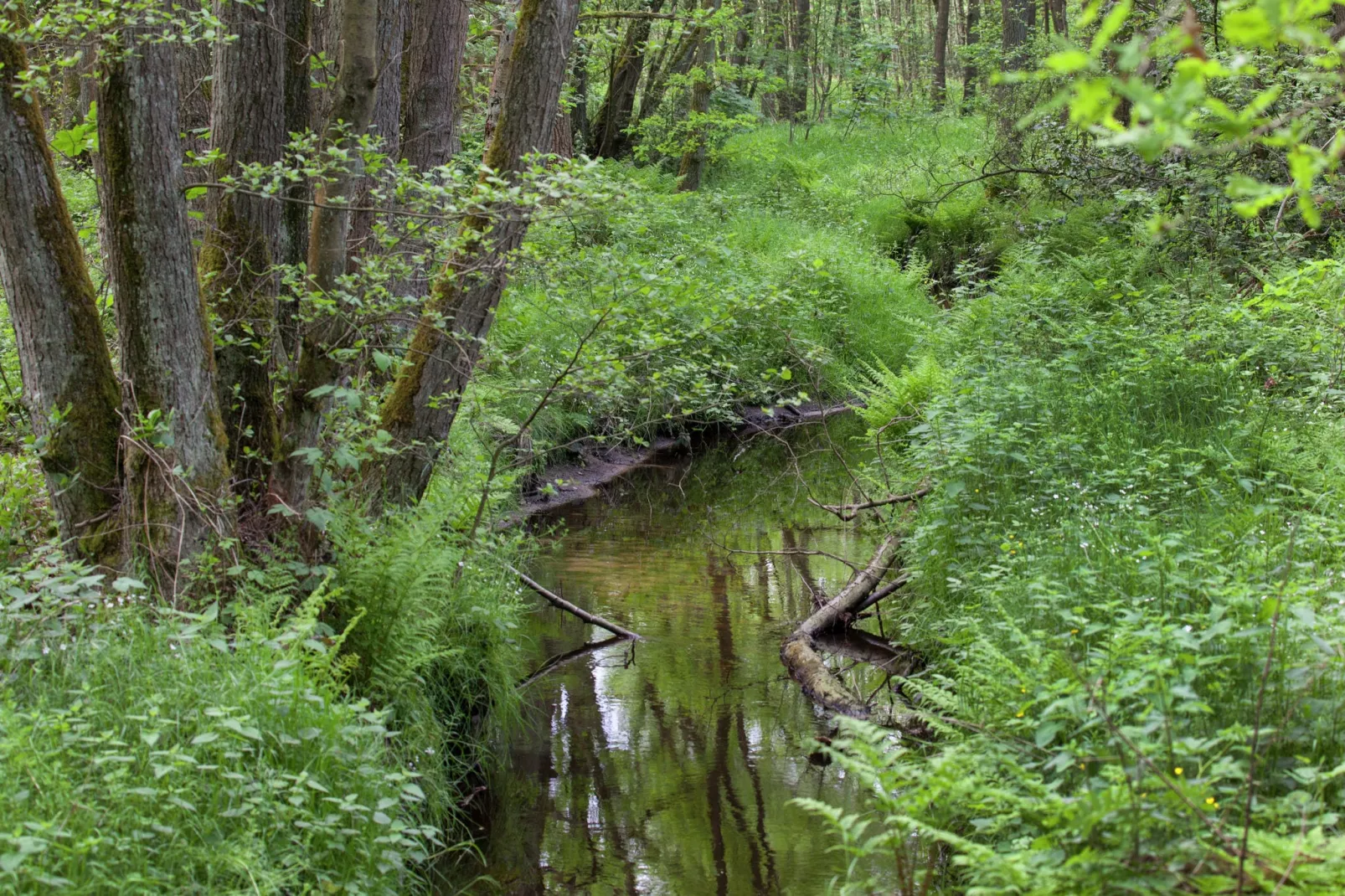 De Wijerschans-Areas summer 1km