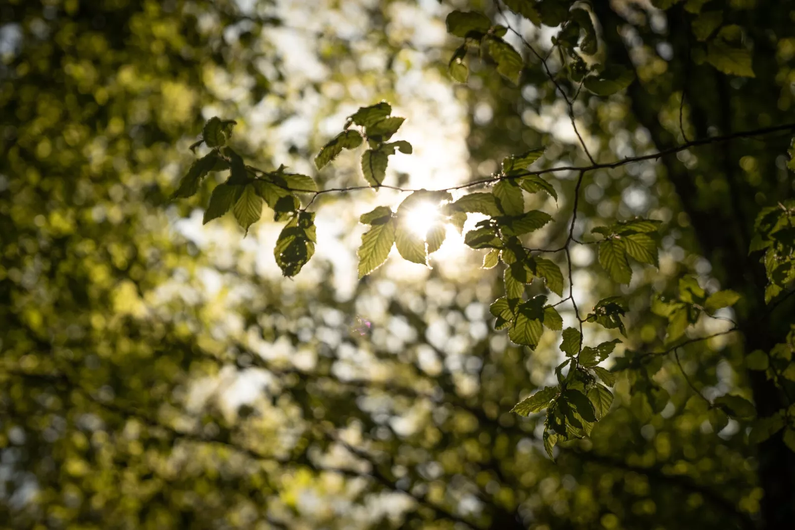 Resort Hoge Kempen 3-Atmosphere