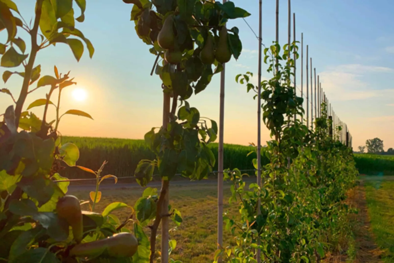 T Vlyt - wellness groepsaccommodatie-Gebiete Sommer 5 km