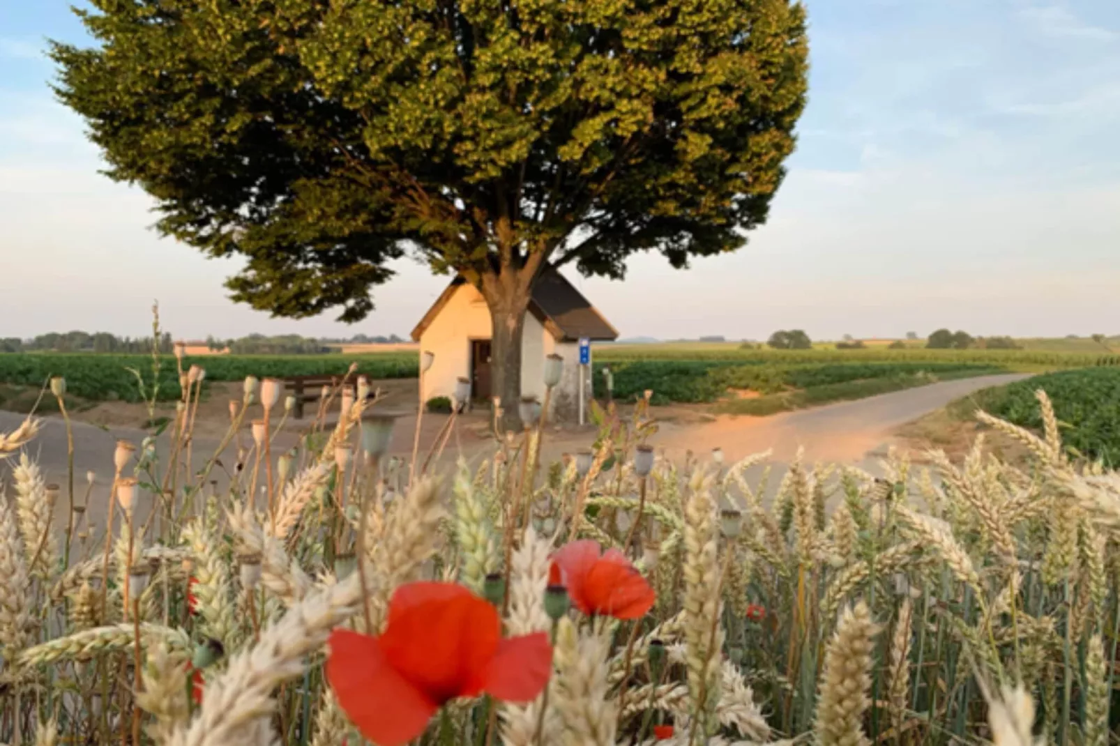 T Vlyt - wellness groepsaccommodatie-Gebiete Sommer 5 km