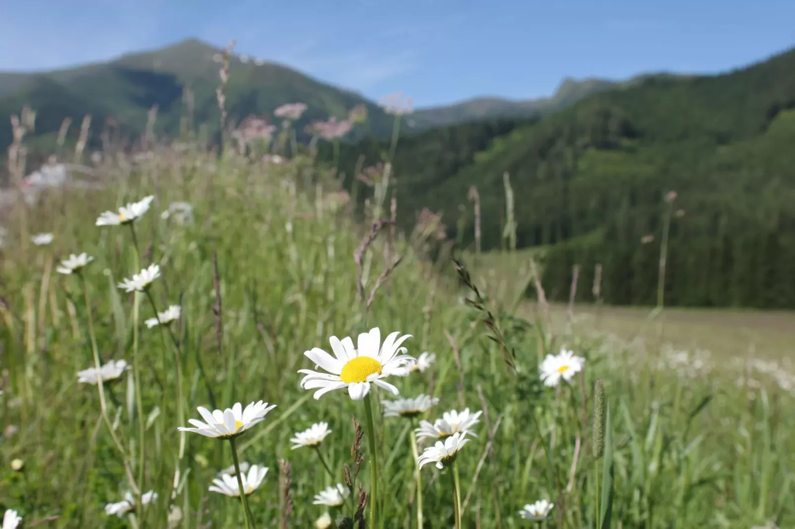 Chalet Victor-Areas summer 1km