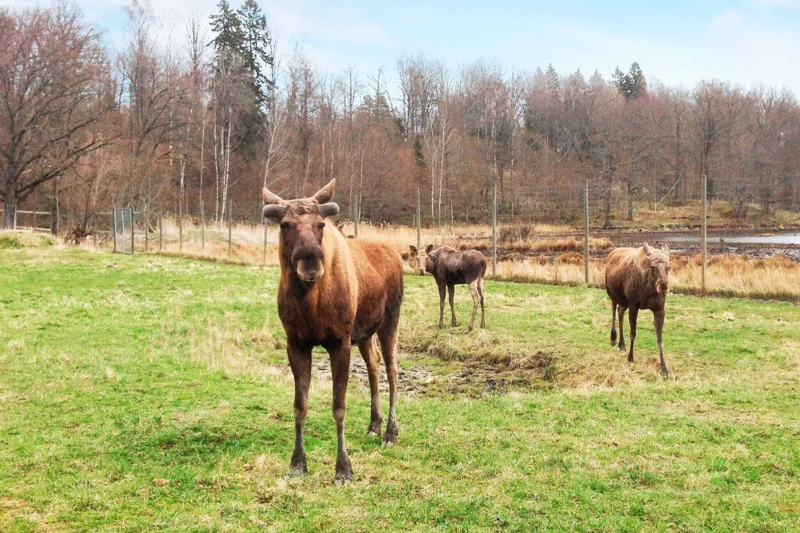 4 person holiday home in STJÄRNHOV-Not tagged