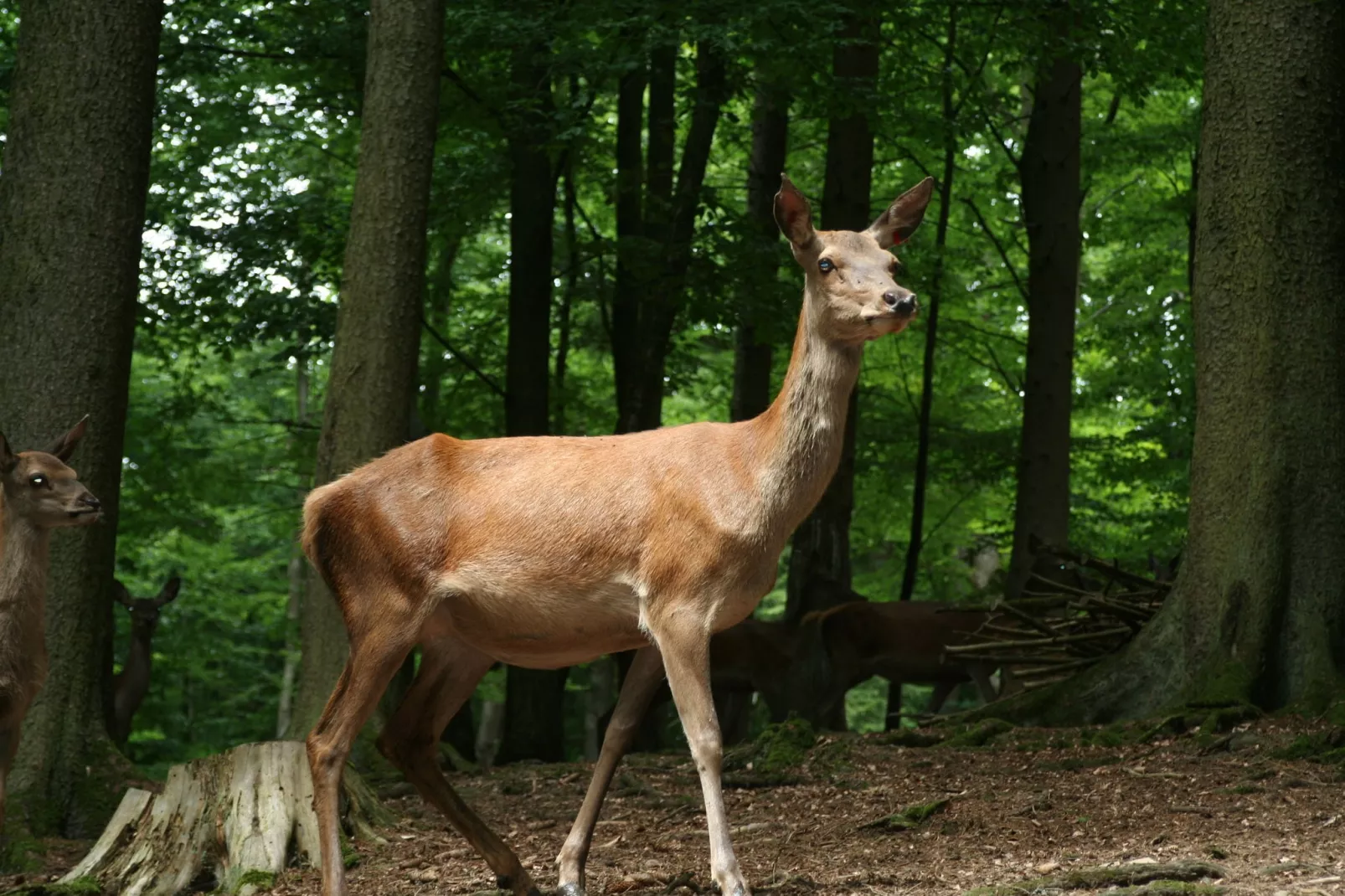 Eifelpark 10-Areas summer 20km
