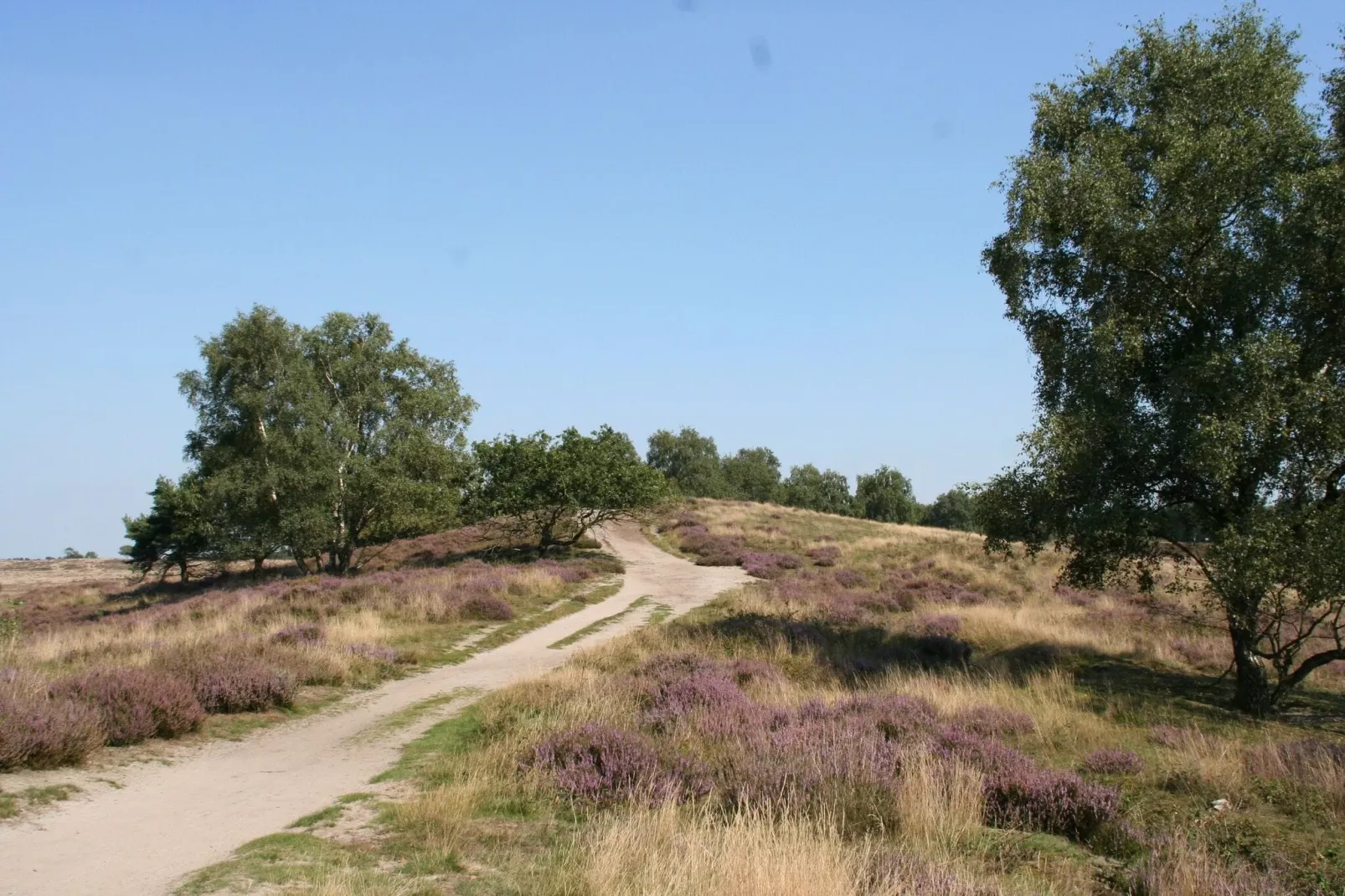 Resort Maasduinen 11-Areas summer 5km