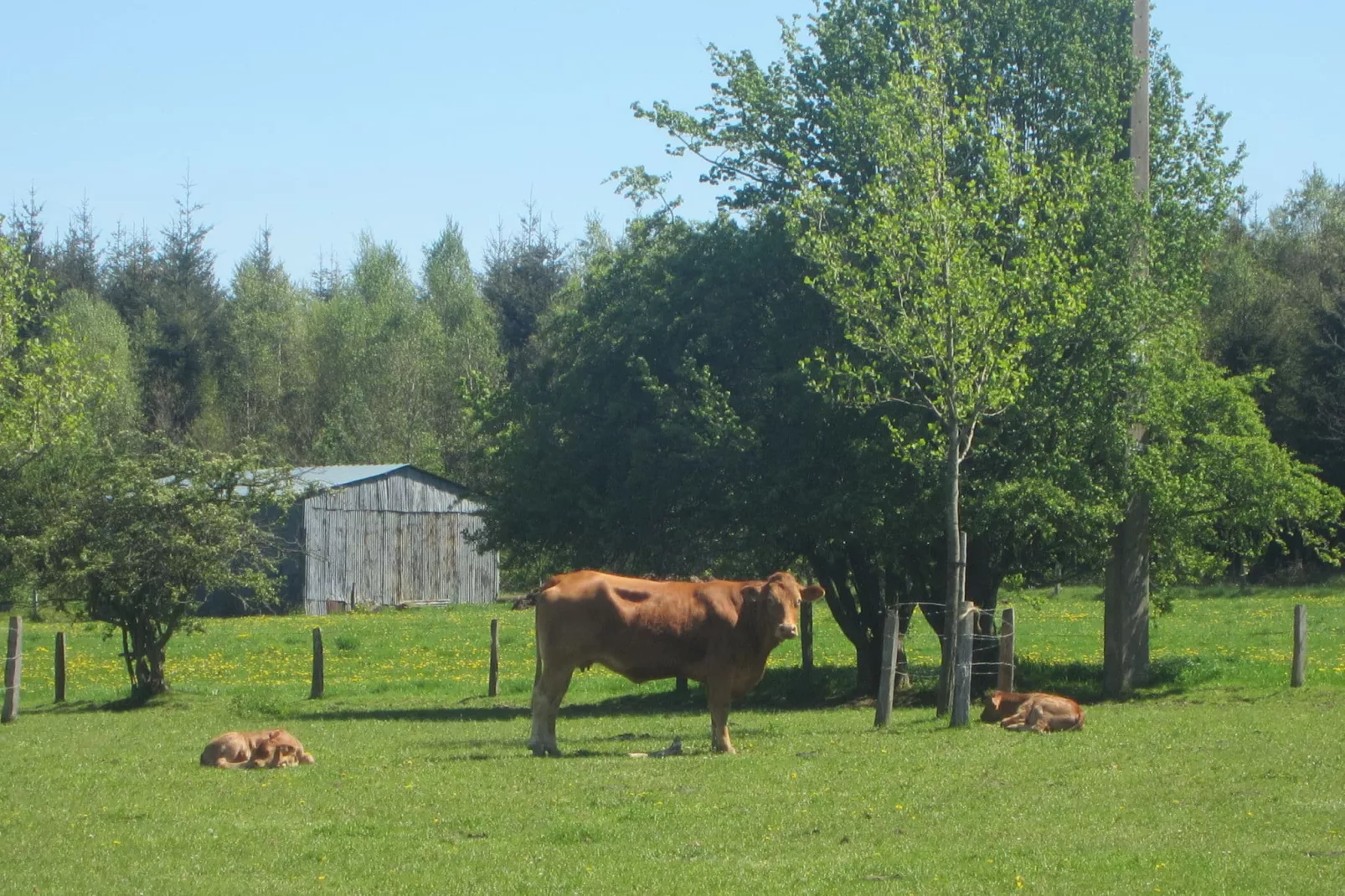 Petit pré-Areas summer 5km