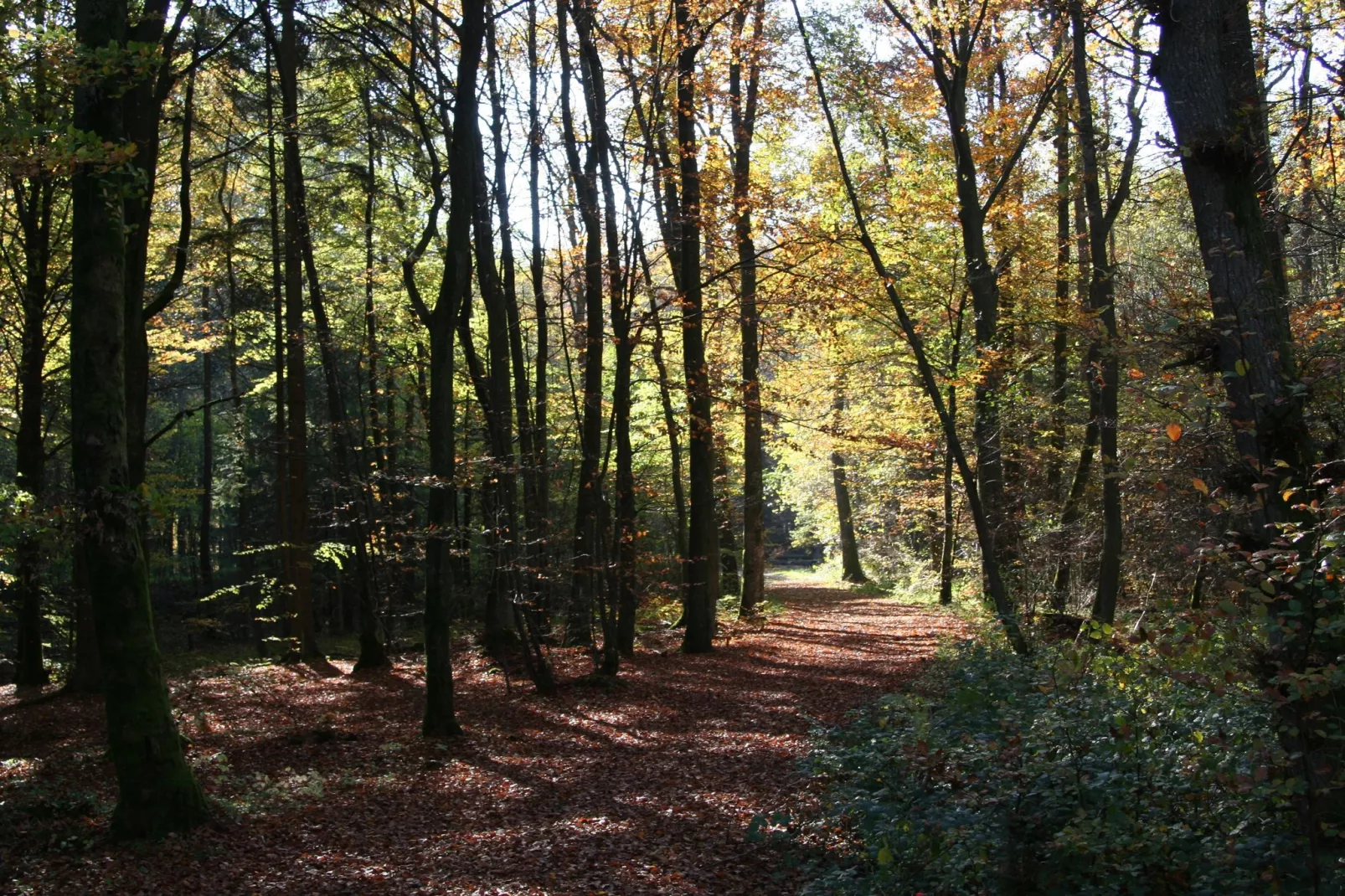 Eifelpark 9-Areas summer 5km