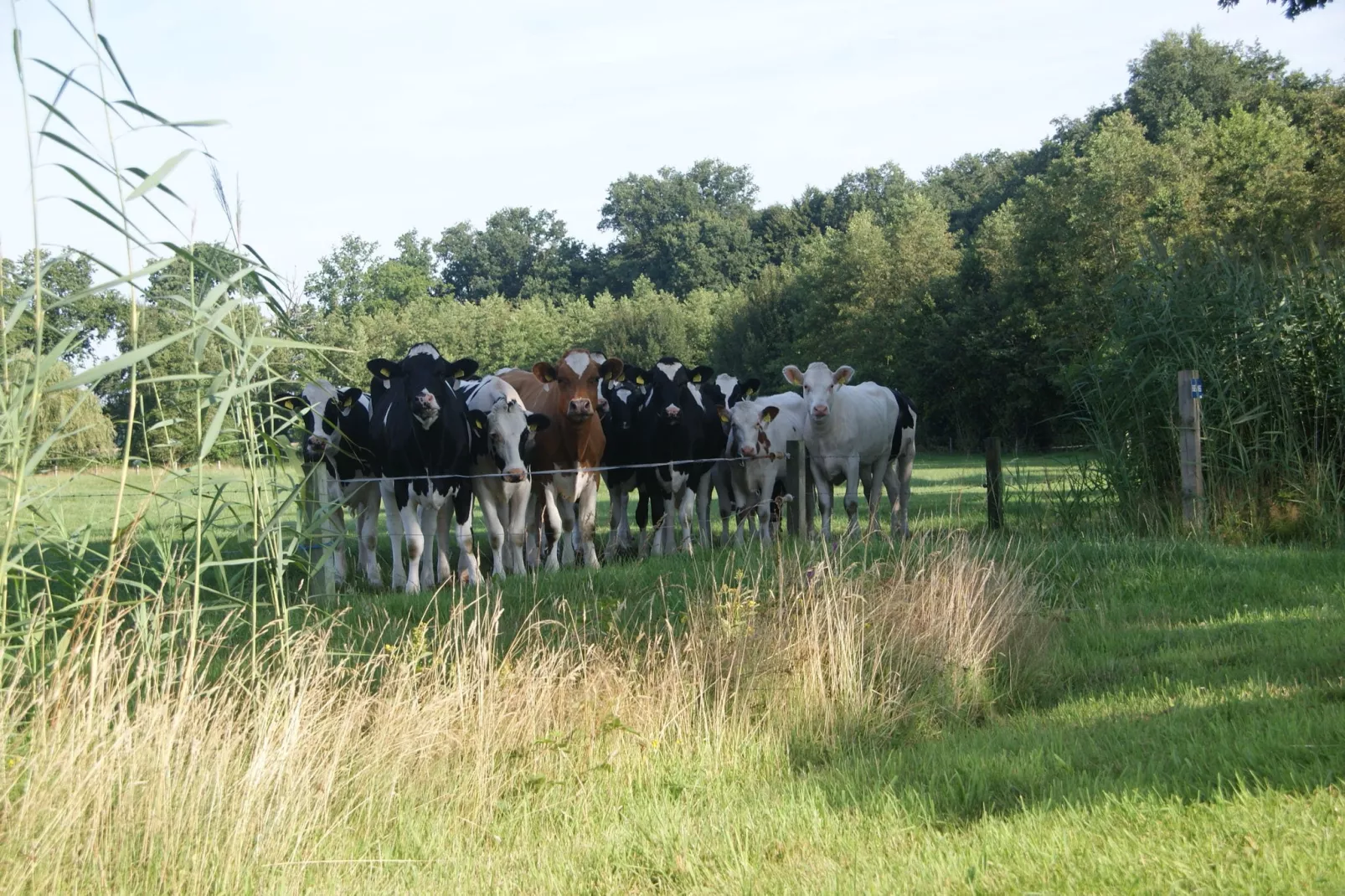 Landrijk de Reesprong 2-Areas summer 1km