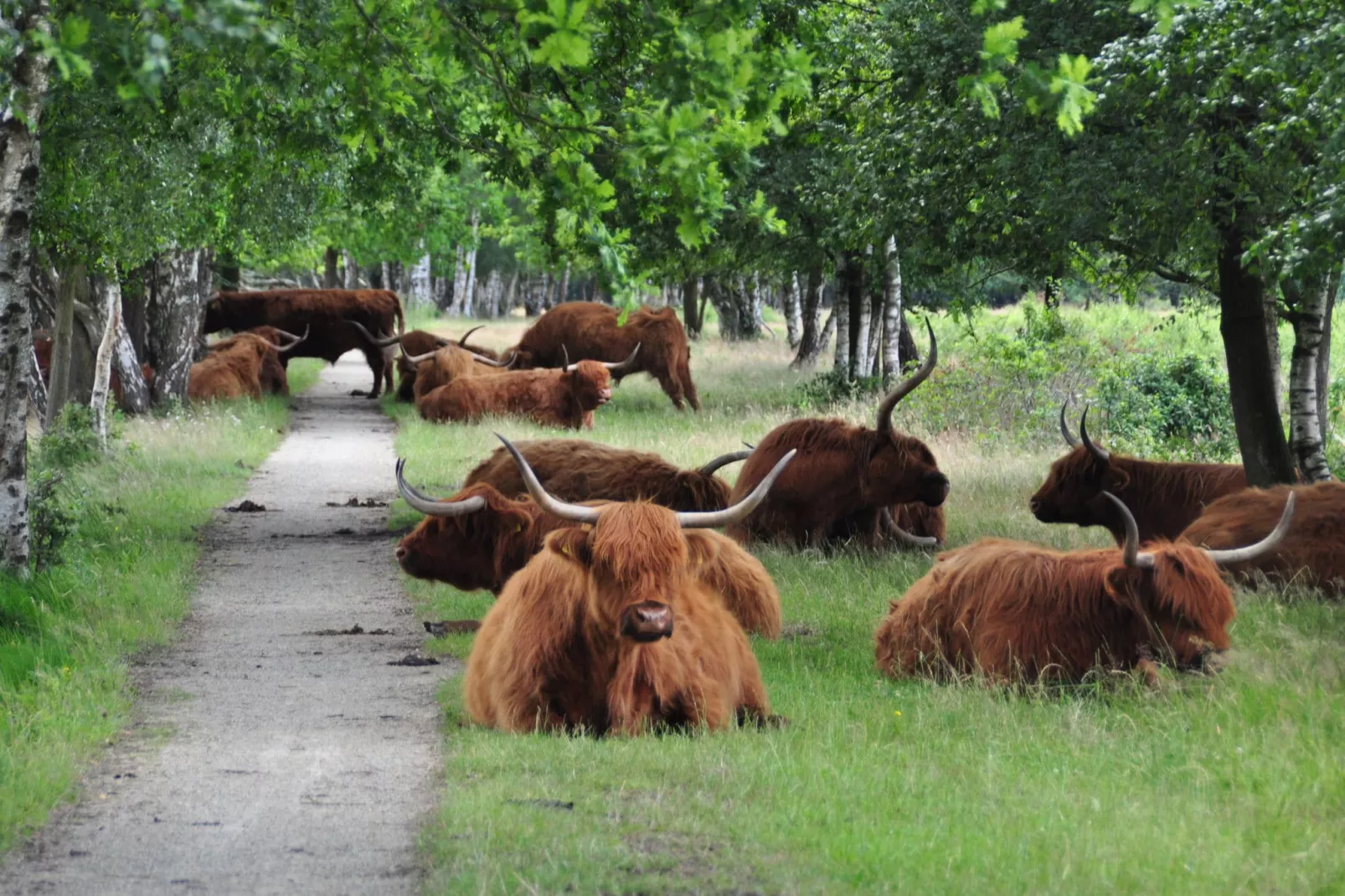 Landrijk de Reesprong 2-Areas summer 20km