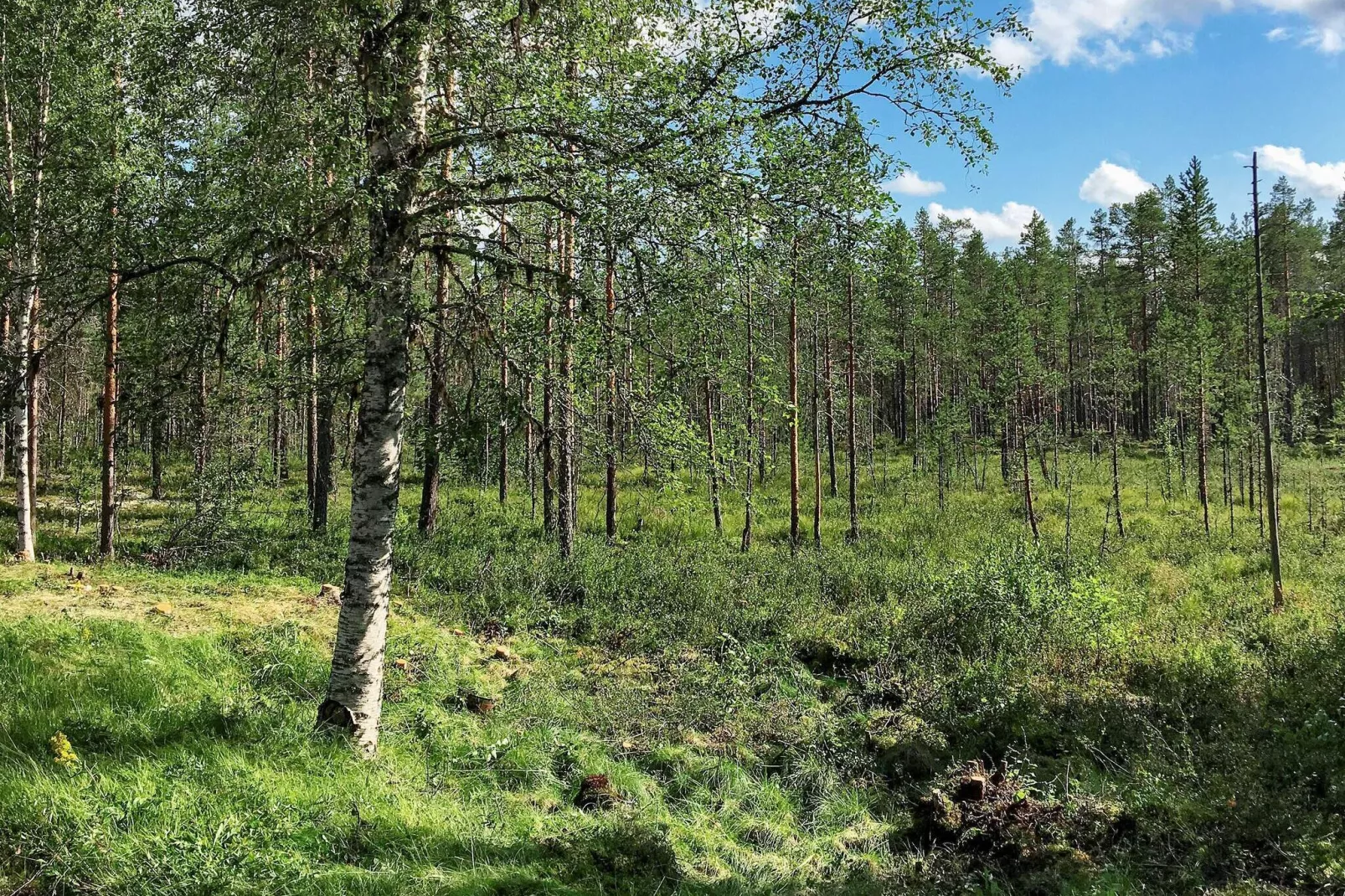 Vintage Wald-Ruckzugsort-By Traum-Außenbereich