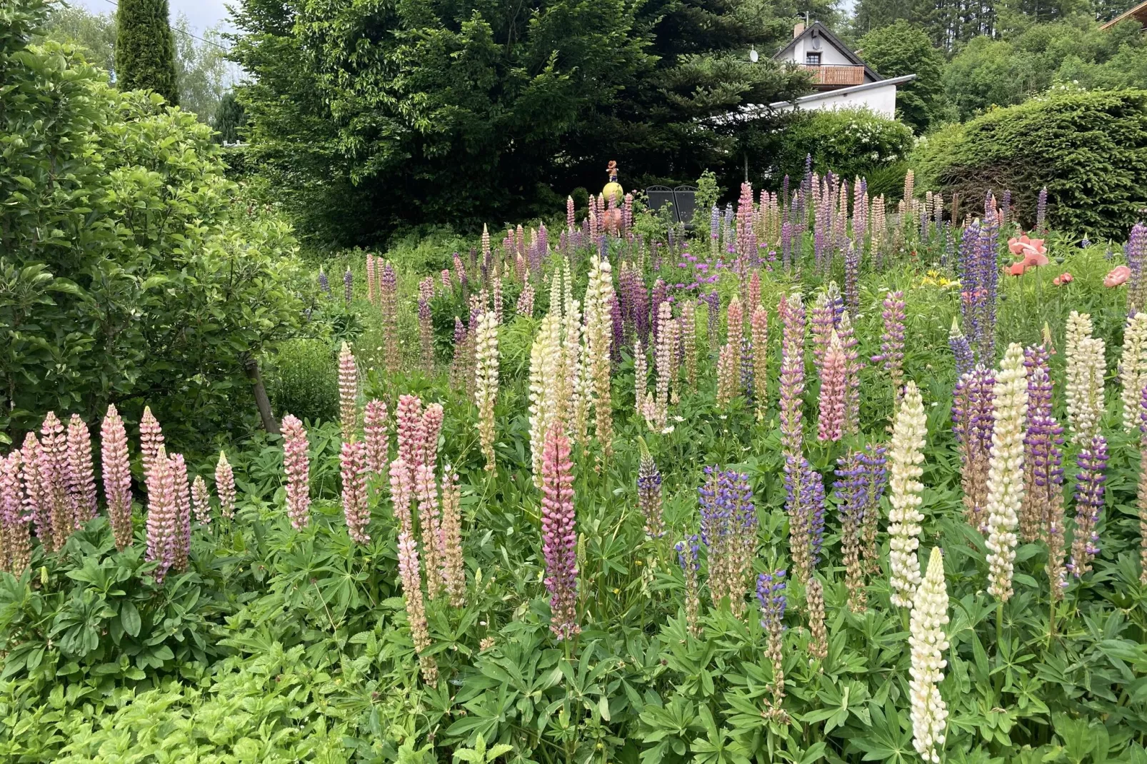 Schuler-Gardens summer