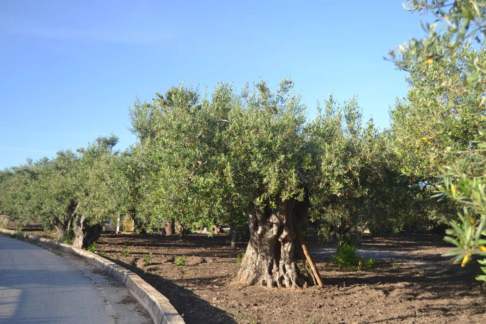Montalbano-Areas summer 5km