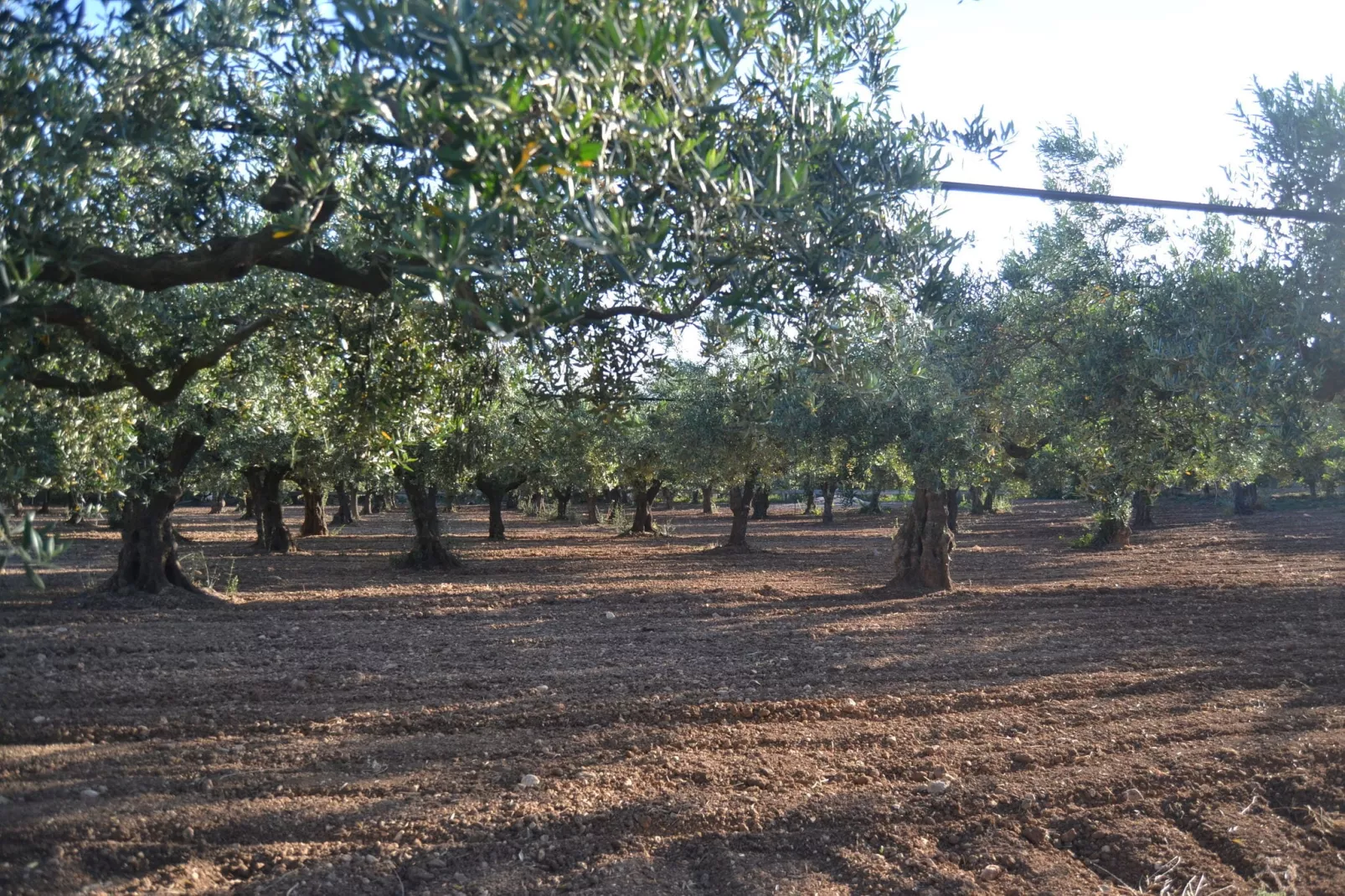 Montalbano Quattro-Areas summer 1km