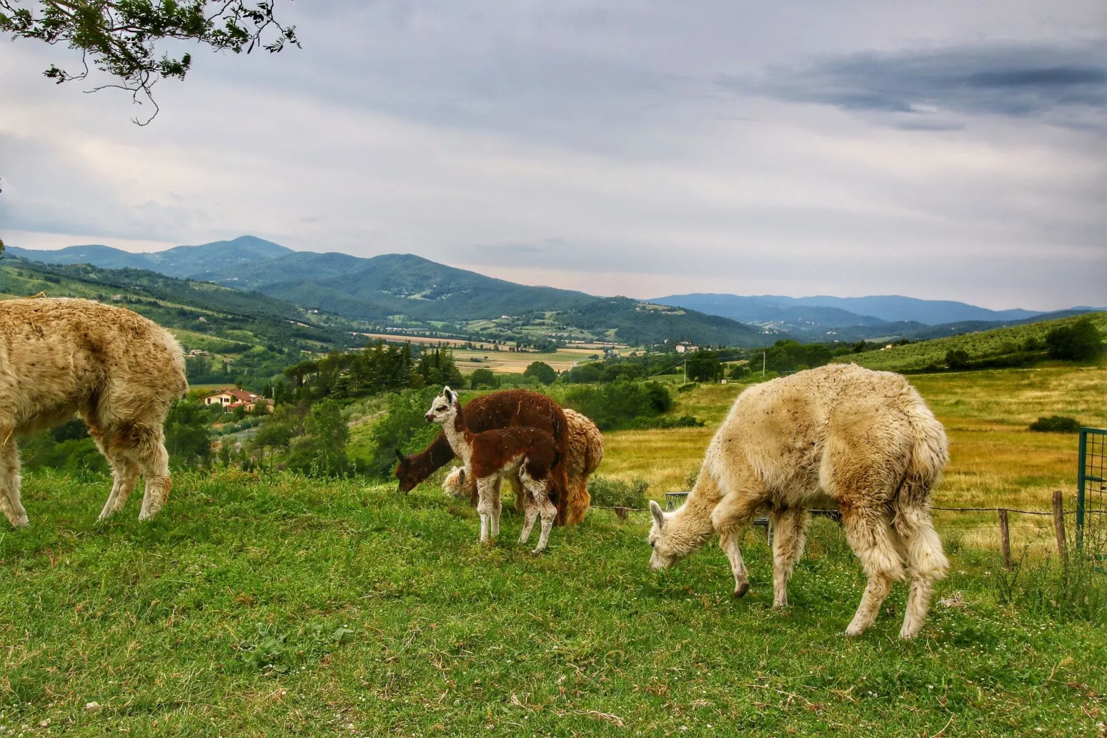 Alpaca-Areas summer 1km