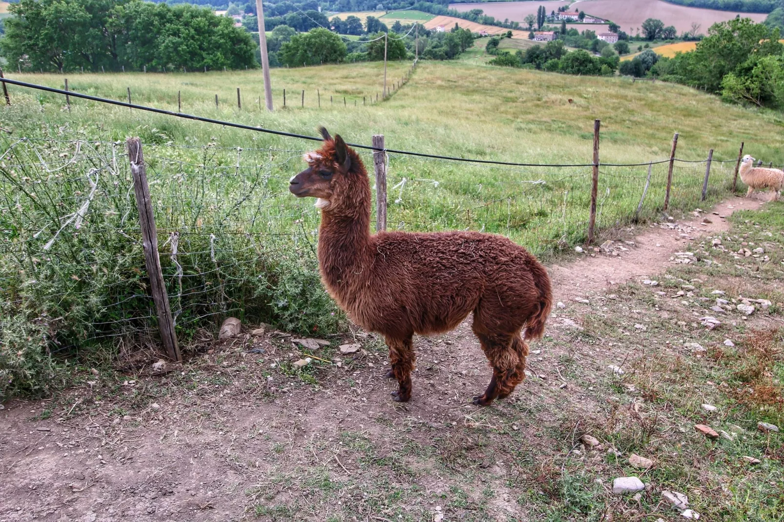 Alpaca-Areas summer 1km