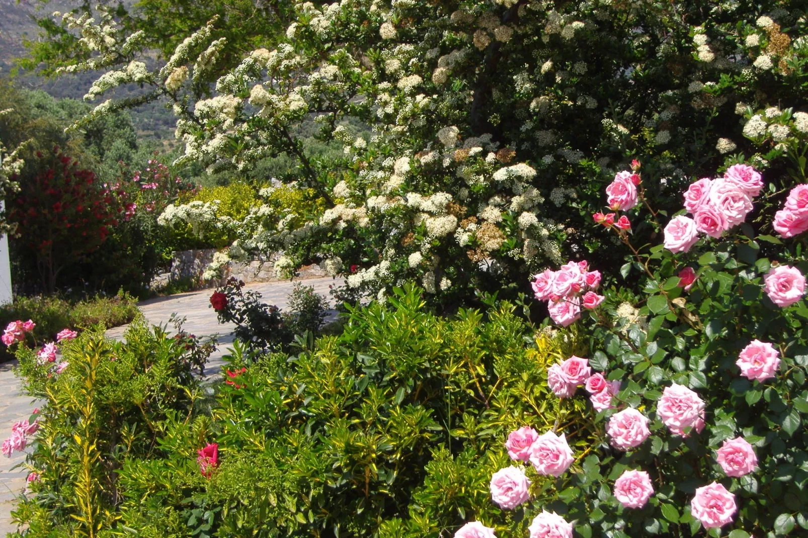 Villa Thymari-Gardens summer