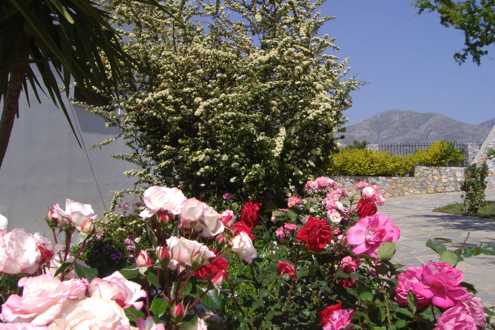 Villa Thymari-Gardens summer