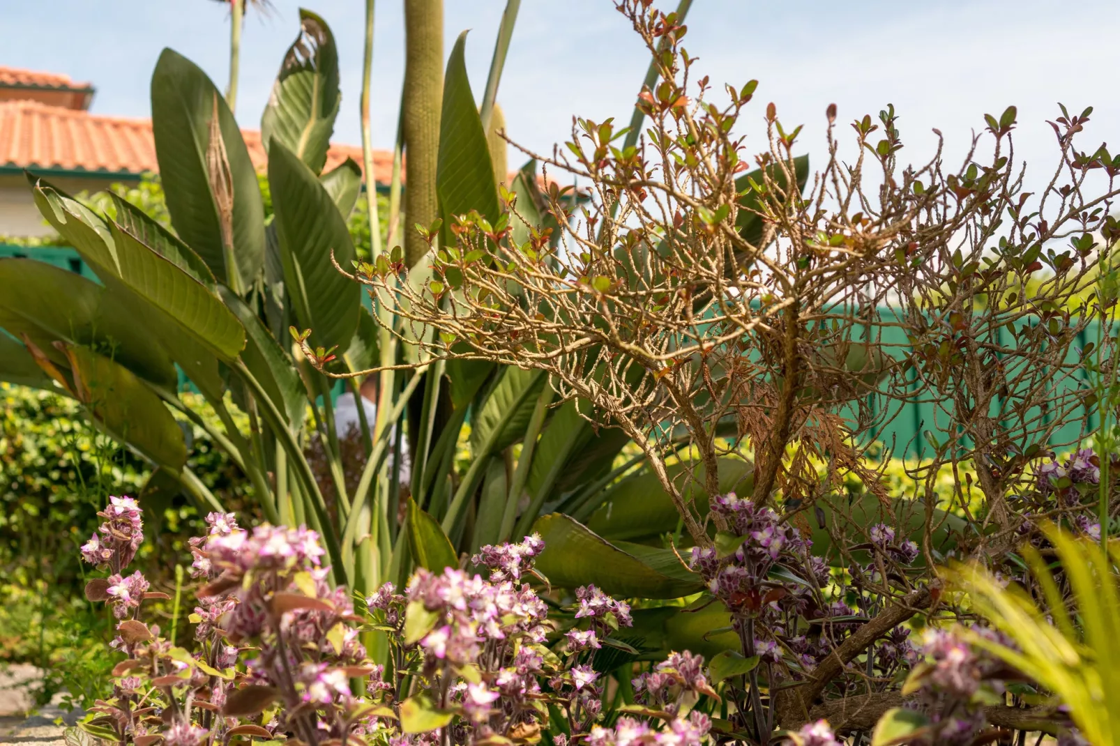 Casa da Castanheta-Gardens summer