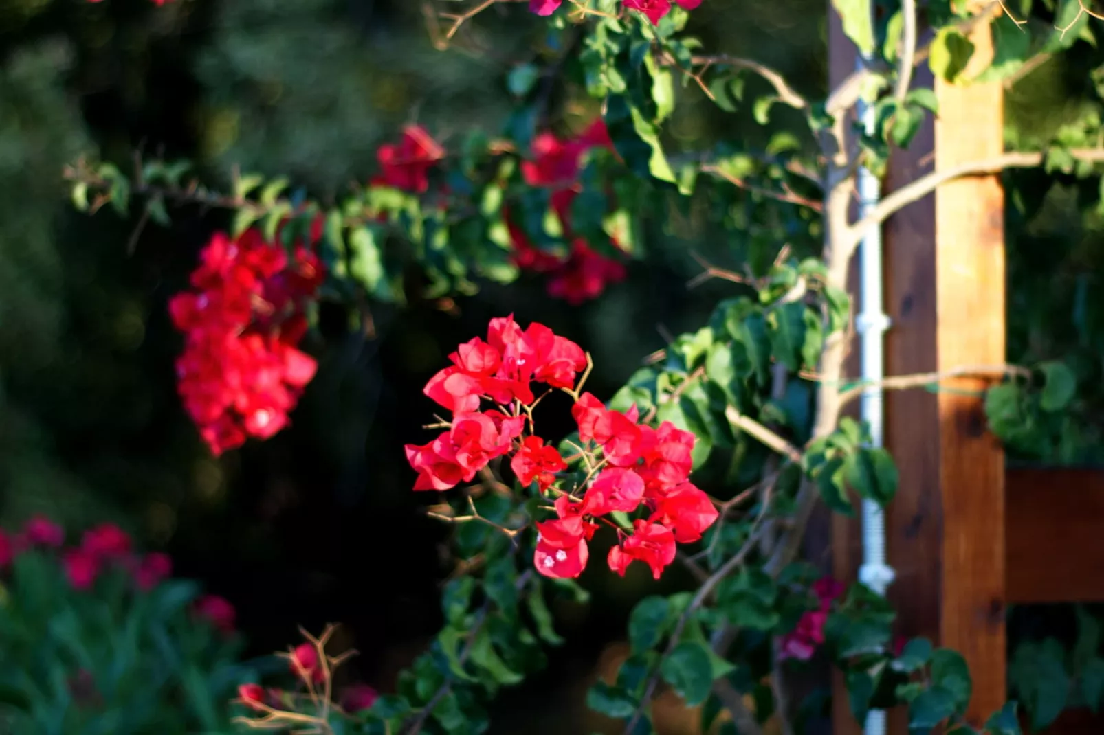 Villa Eleonora-Gardens summer