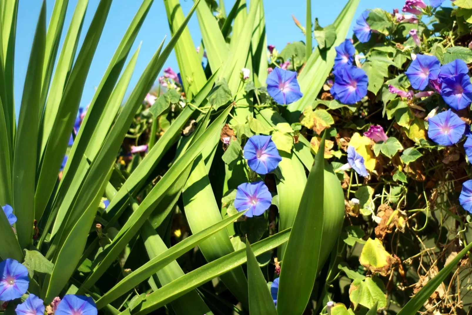 Villa Eleonora-Gardens summer