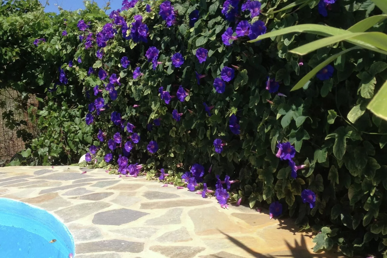 Villa Eleonora-Gardens summer