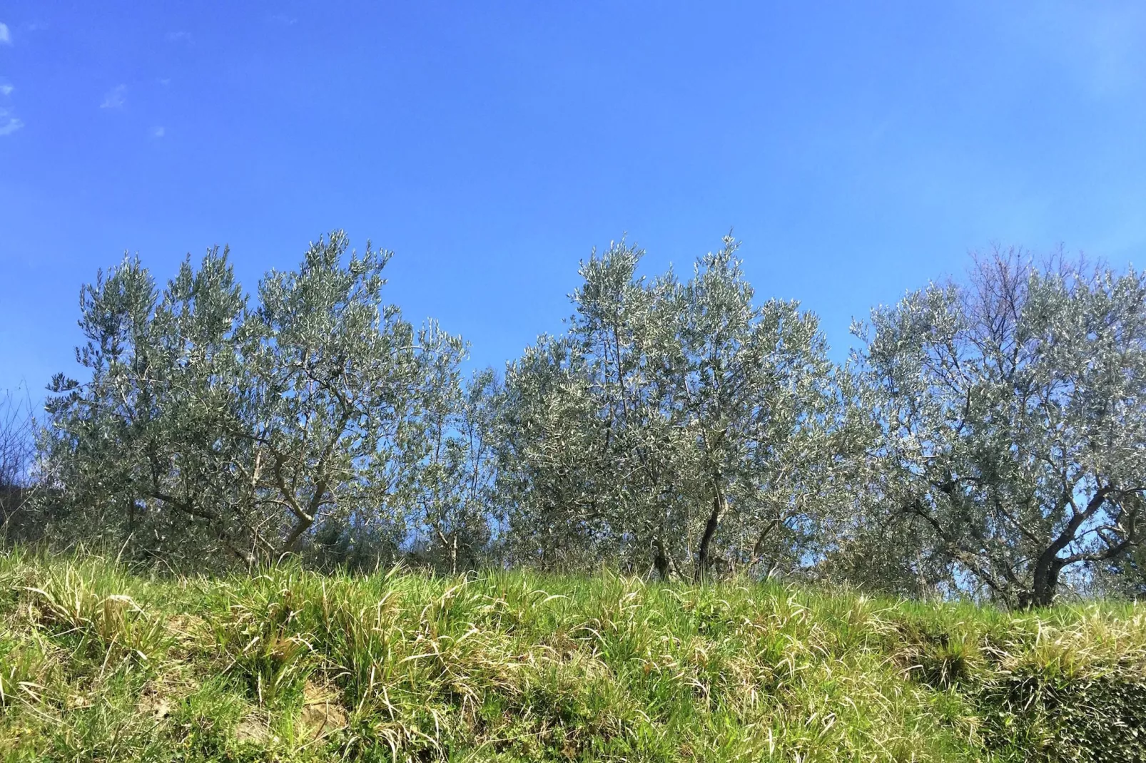Gelso-Areas summer 1km