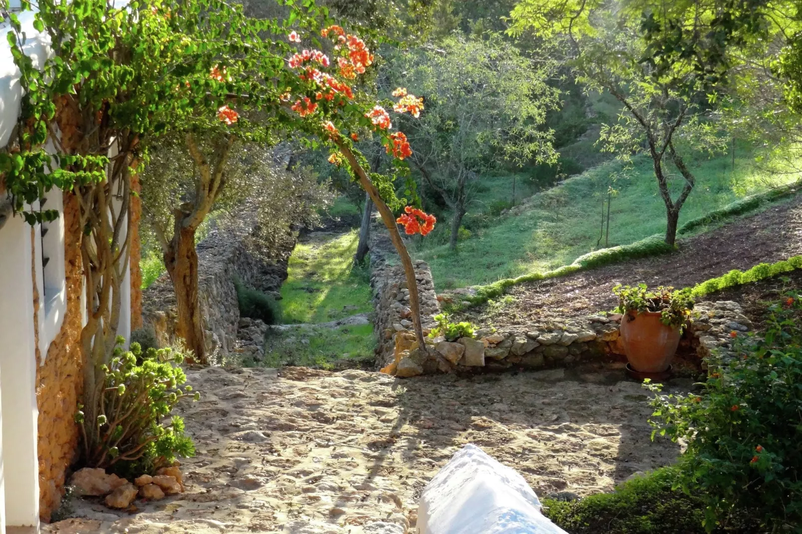 Finca Planetas-Gardens in summer