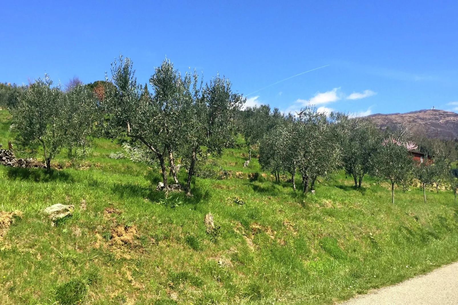 Gelso-Areas summer 1km
