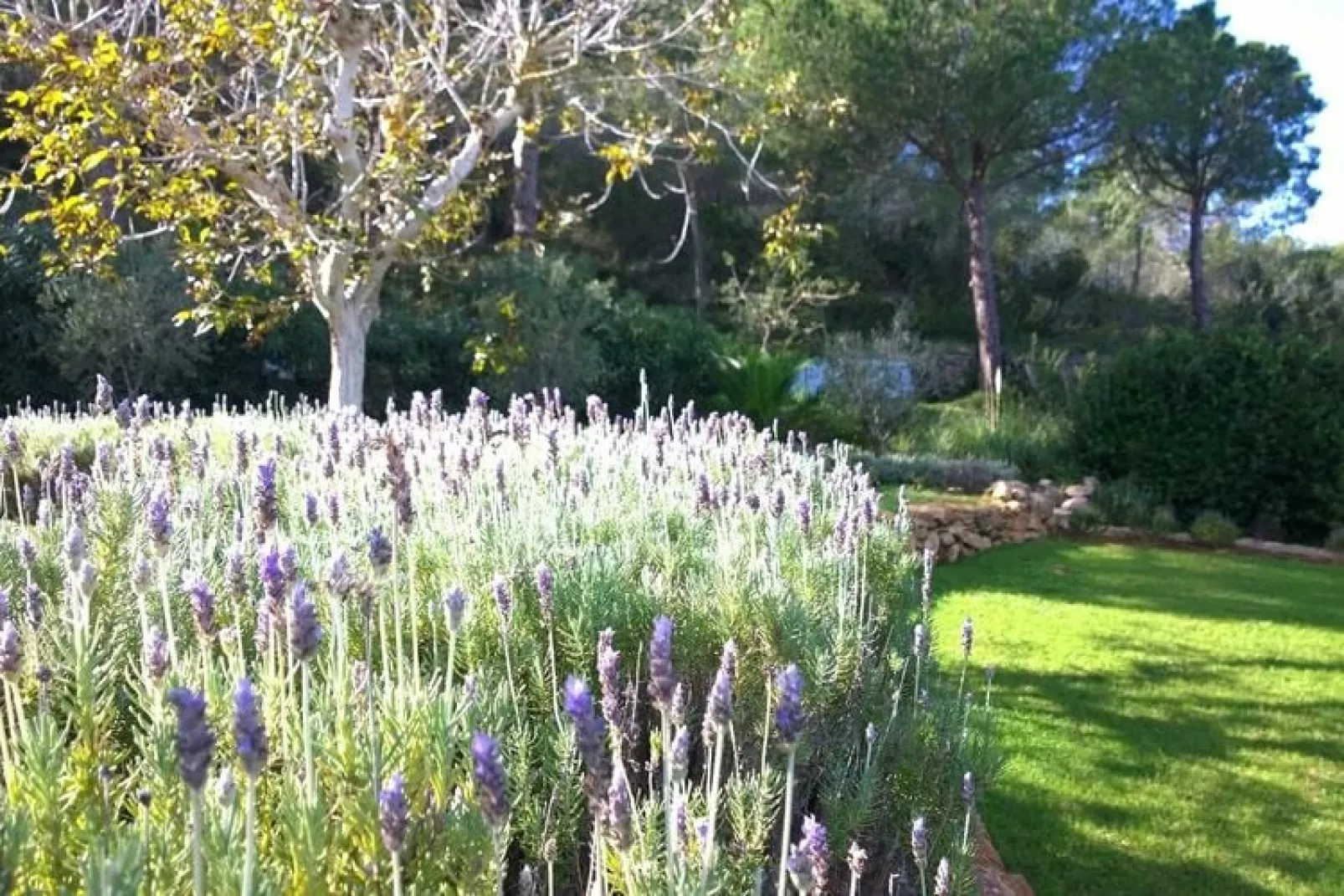 Finca Planetas-Gardens in summer
