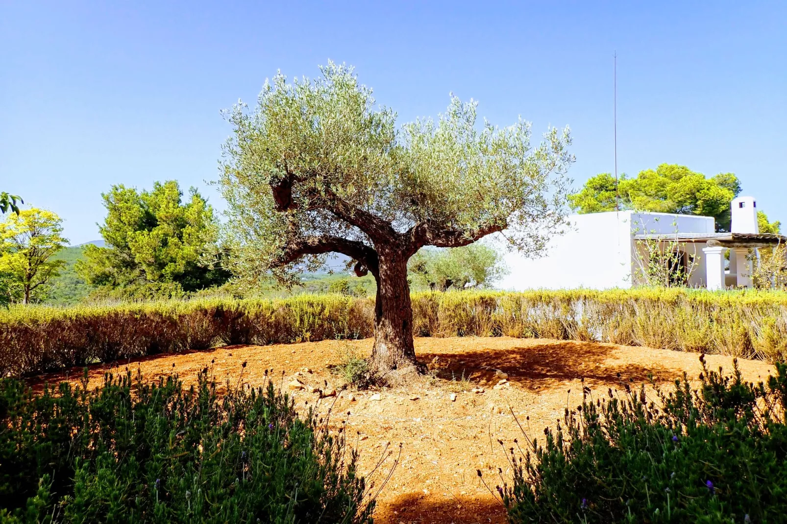 Finca Planetas-Gardens in summer