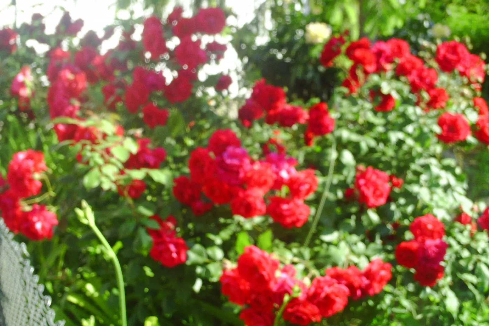 Mas Set Rengs-Gardens summer