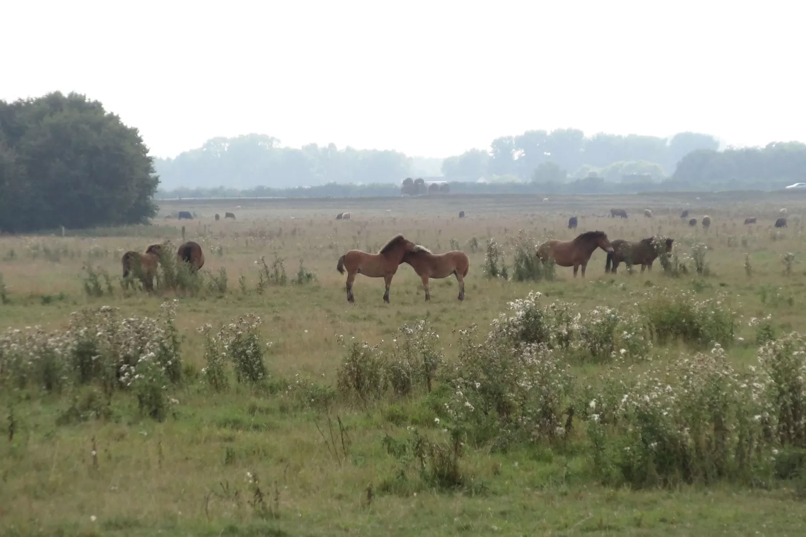 Blandinushof-Areas summer 1km