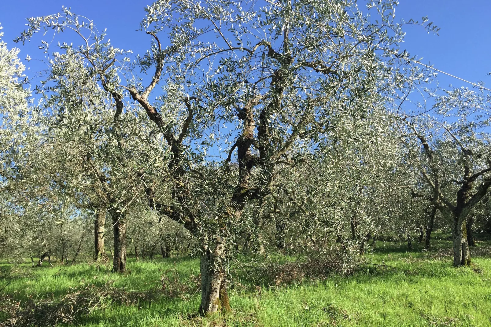 Il Coppo-Areas summer 1km