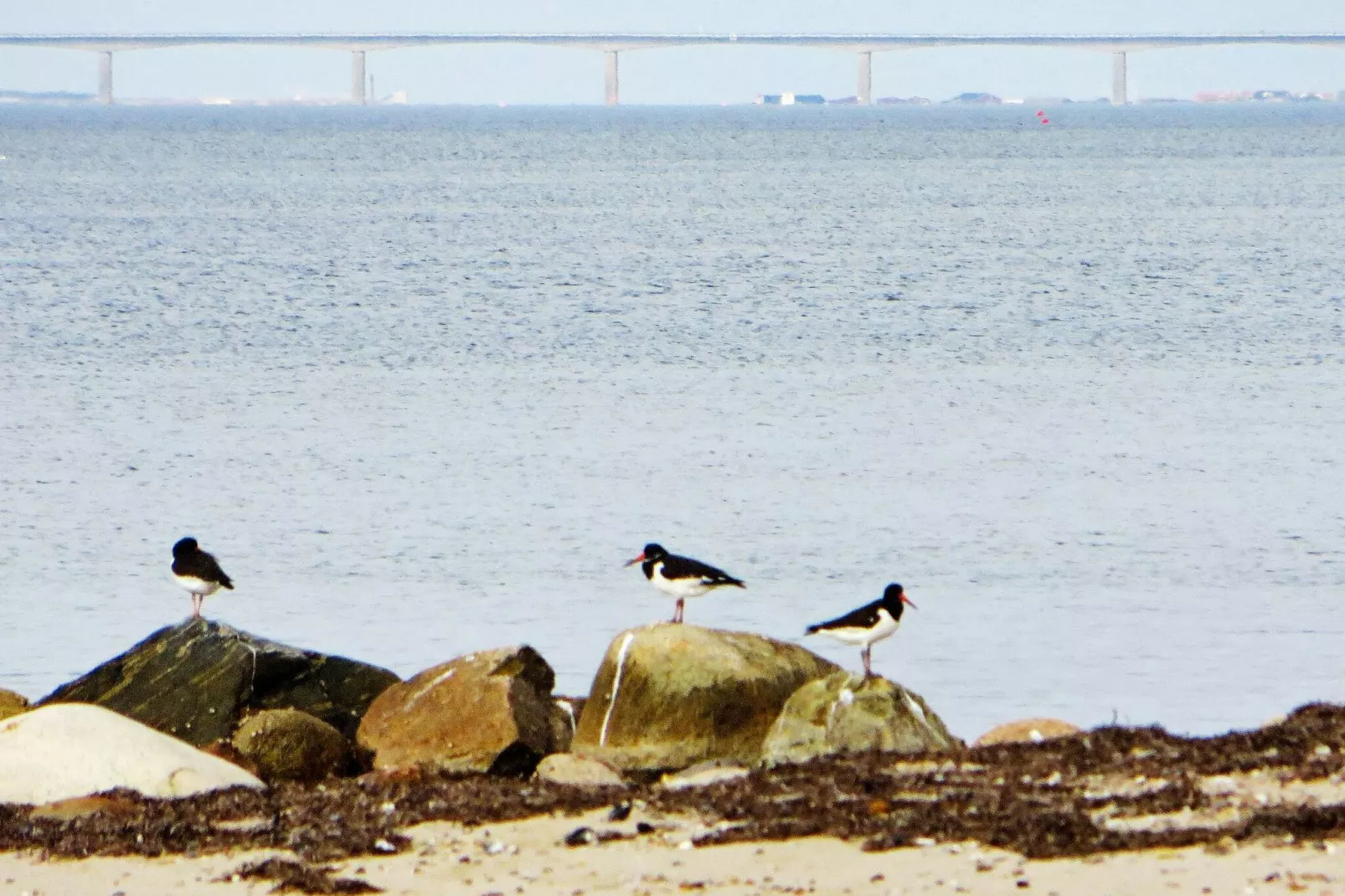6 Personen Ferienhaus in Spøttrup-By Traum