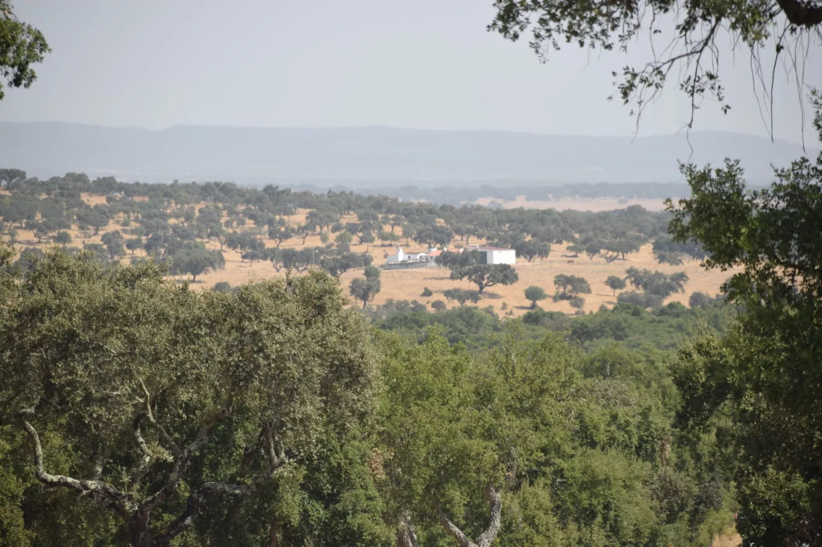 Quinta do Couto-Areas summer 1km