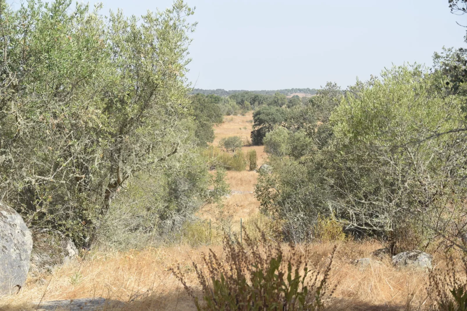 Quinta do Couto-View summer