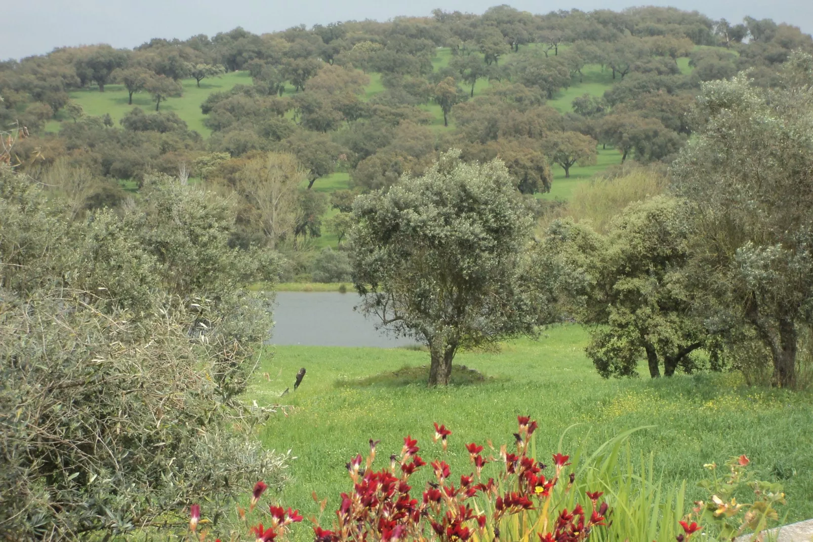 Casa das Flores-View summer