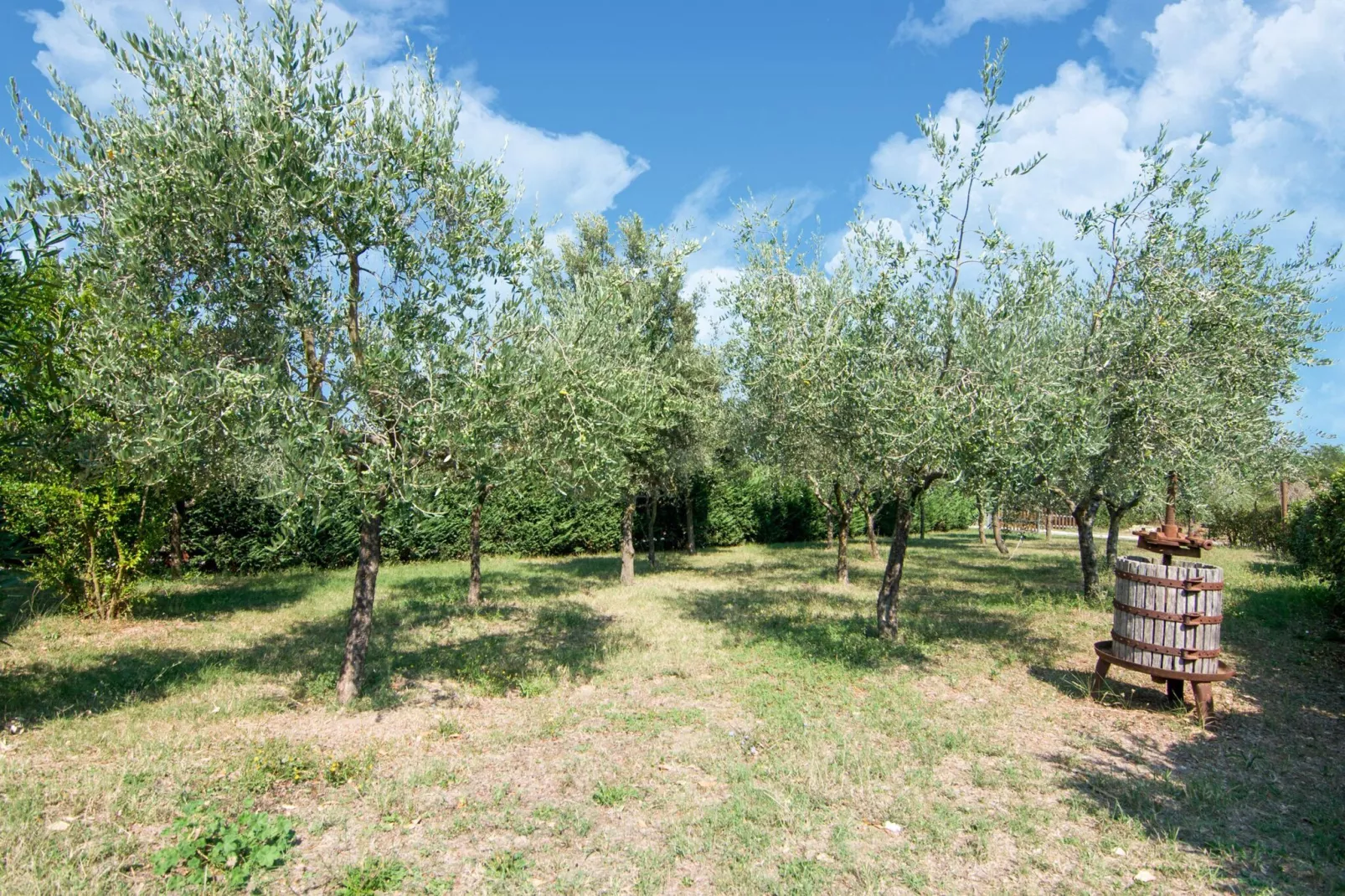 Falco-Areas summer 1km