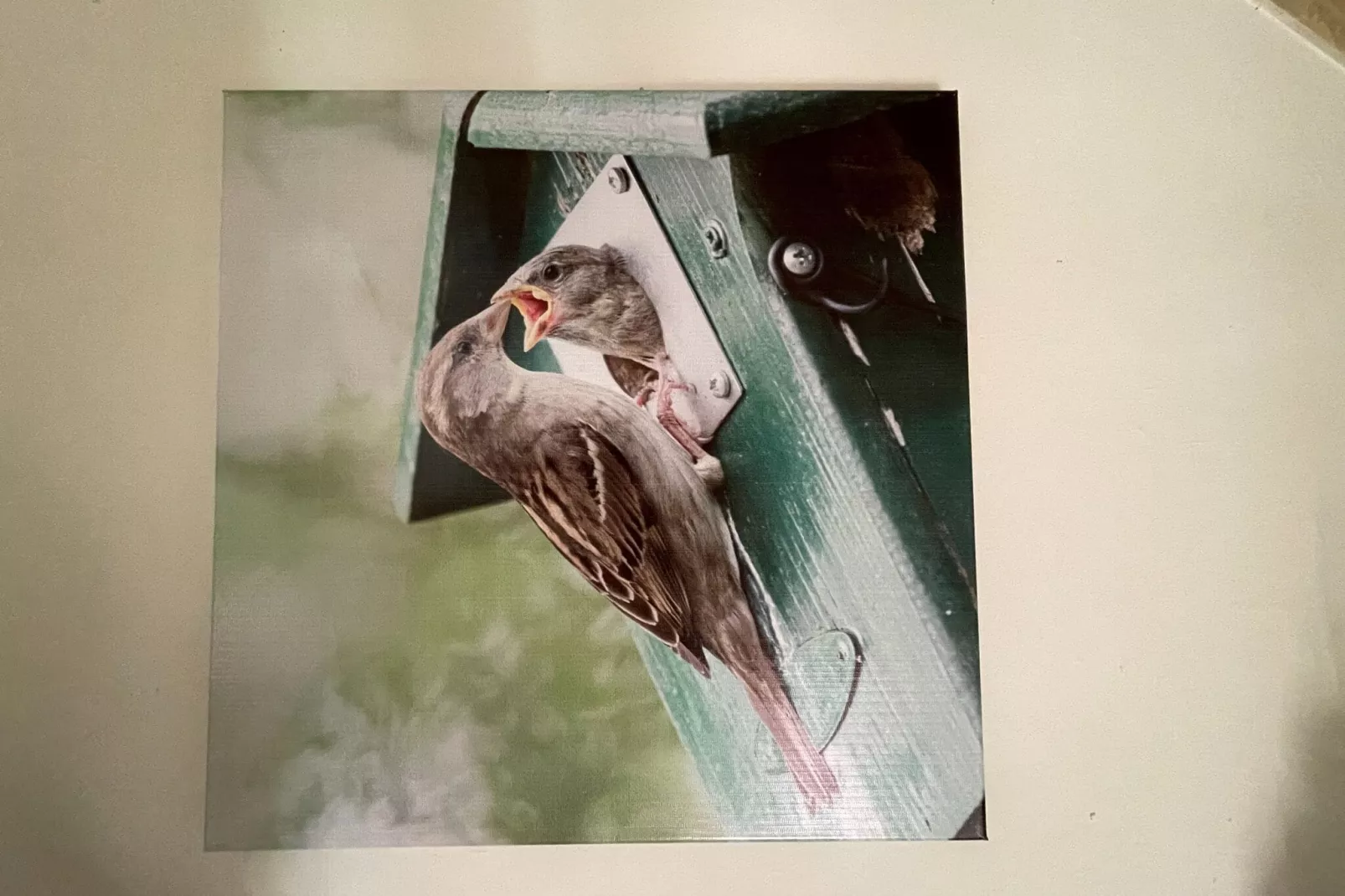Vogelnestje-Ambiente