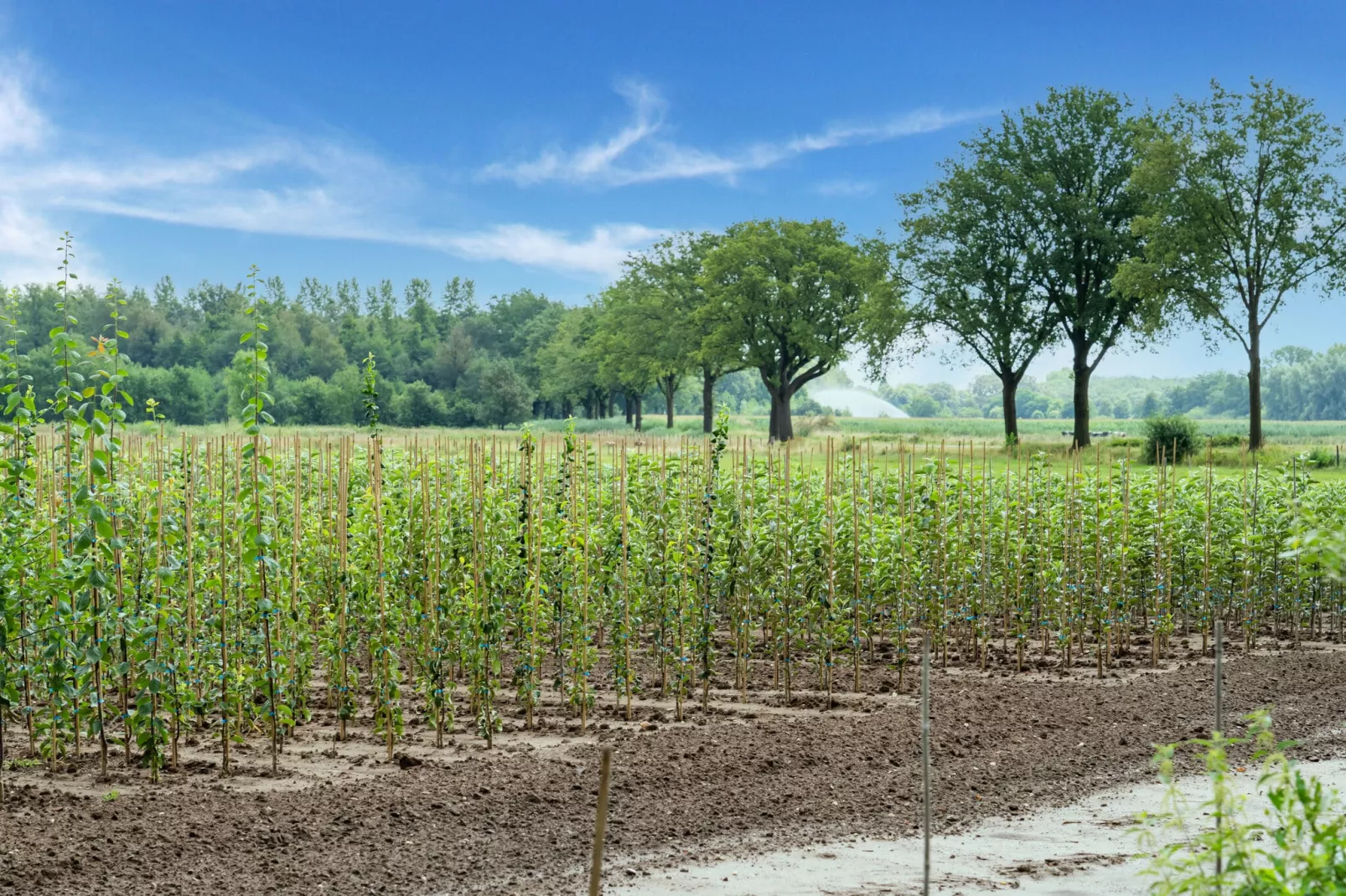 Landgoed de Gun-Gebiete Sommer 5 km