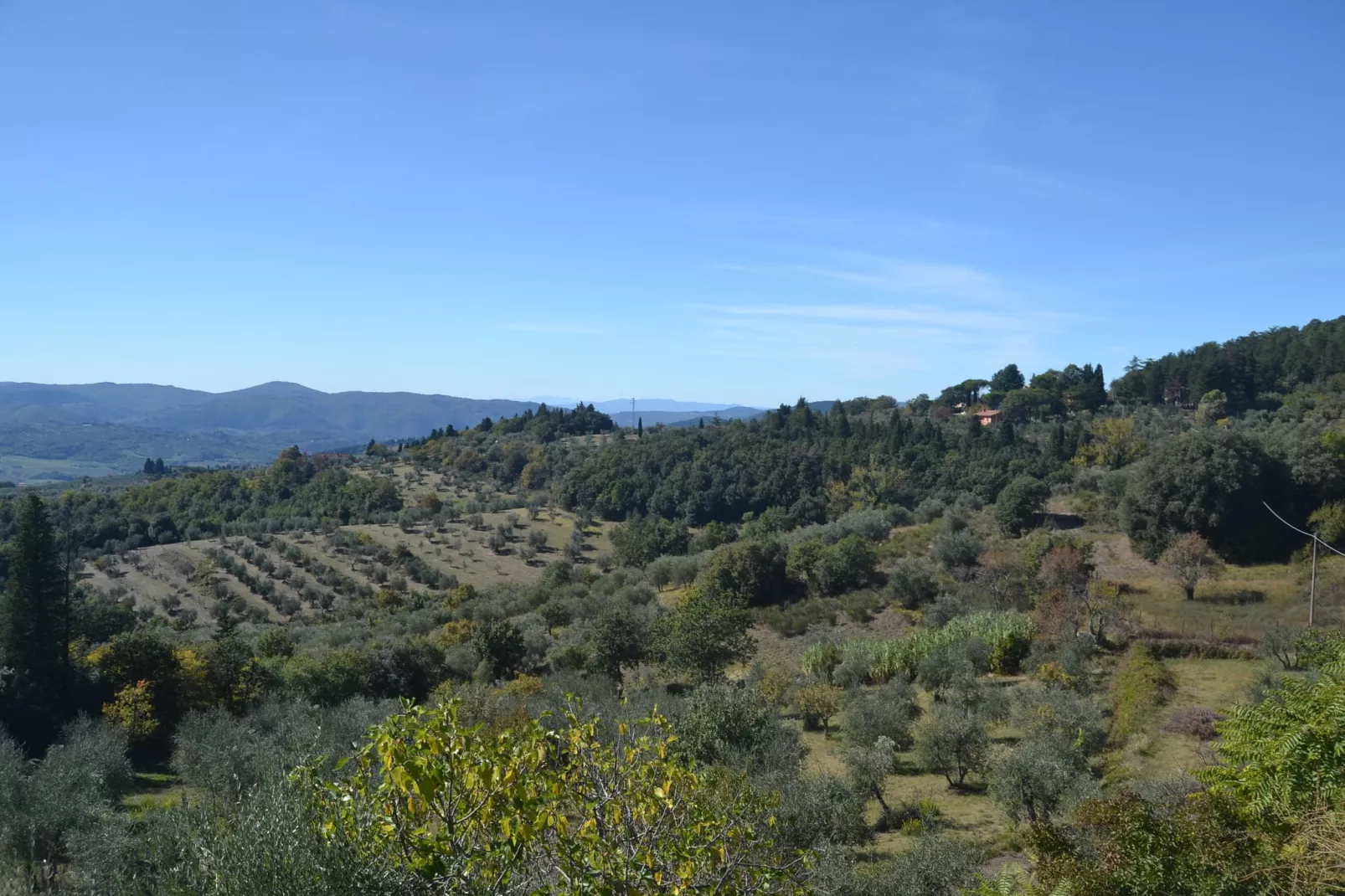 Cipresso-View in summer