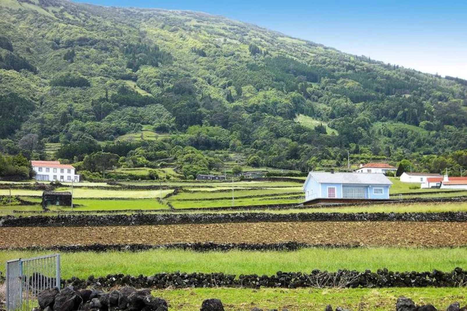 Ferienhäuser Adegas do Pico in Prainha // Adega T2 / 70-90m2 / vineyard or countryside-View summer