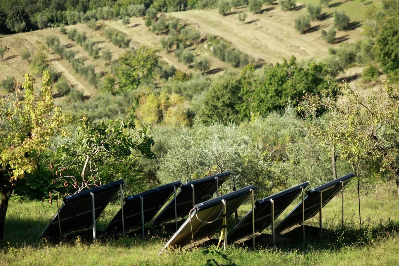 Cipresso-Gardens in summer