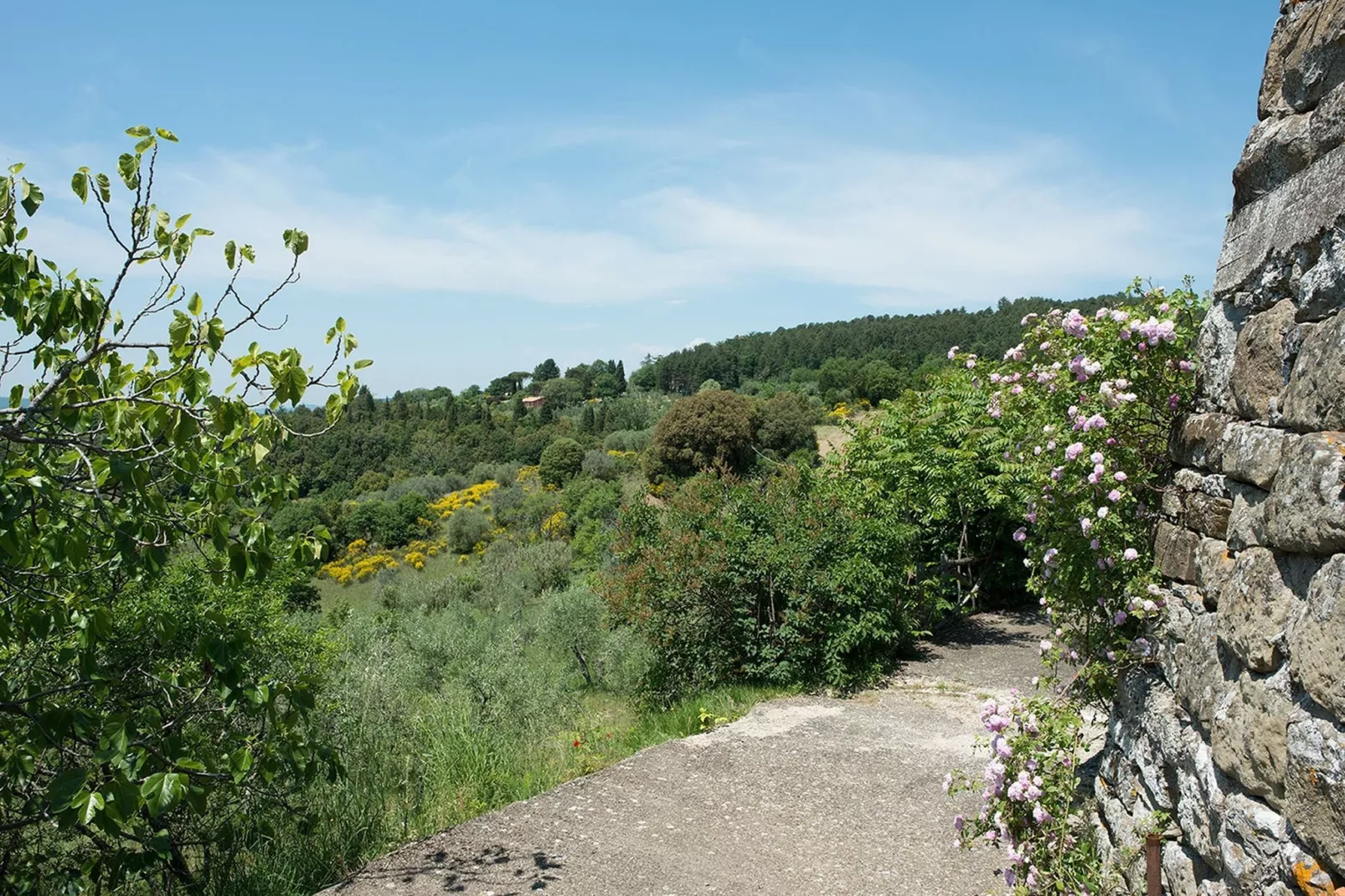 Cipresso-Areas within 1km in summer